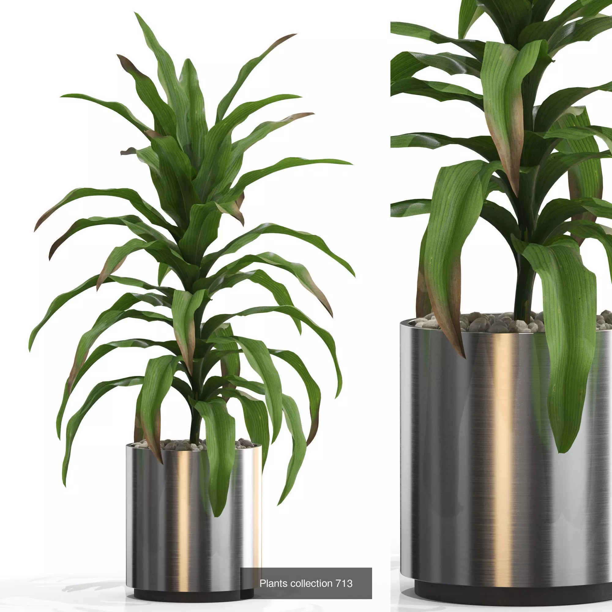 Plants collection vol 16 _11