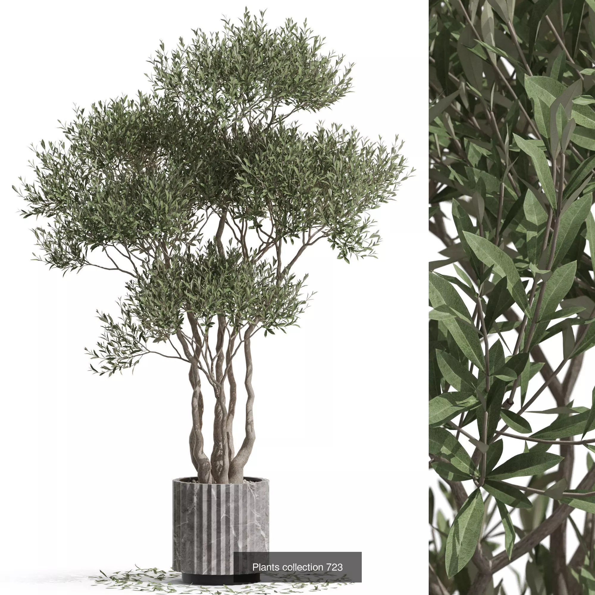 Plants collection vol 16 _15