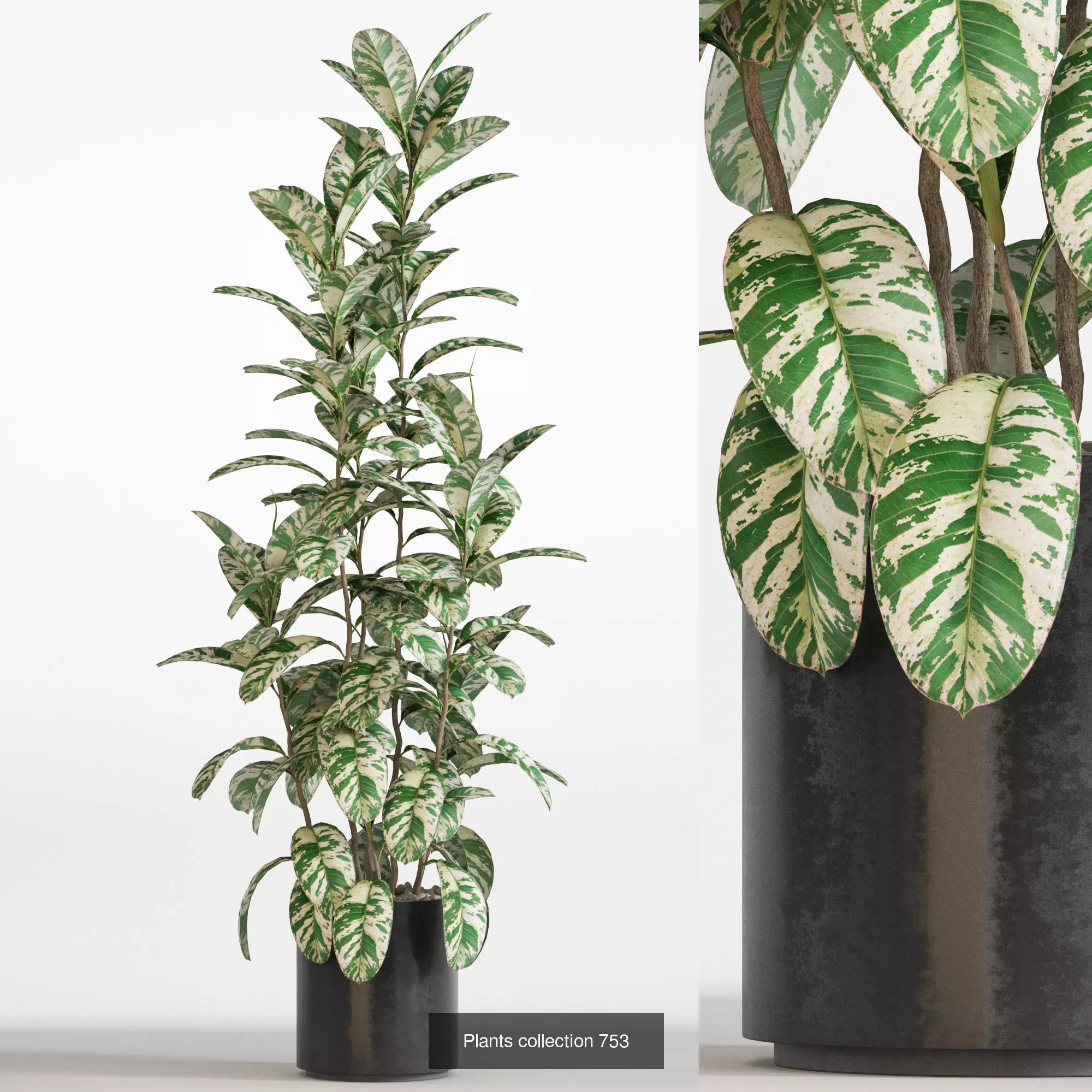 Plants collection vol 16 _25