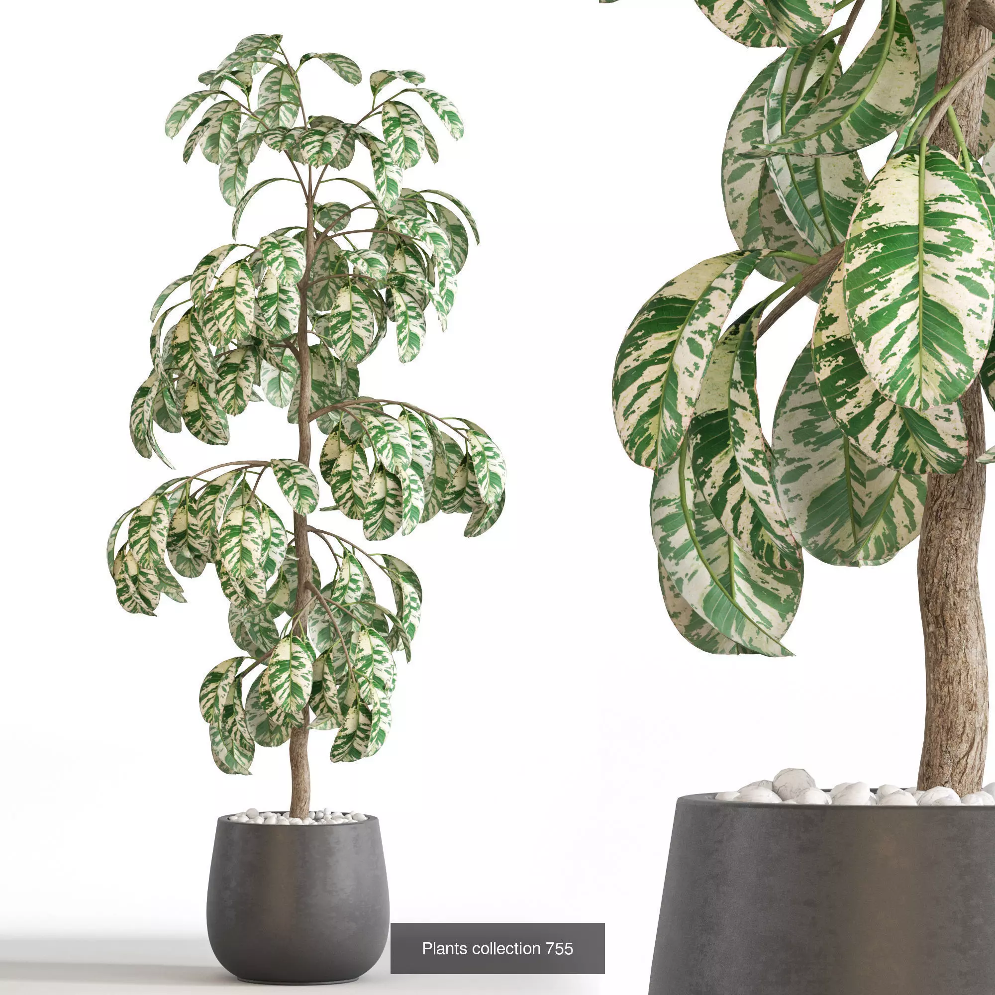 Plants collection vol 16 _27