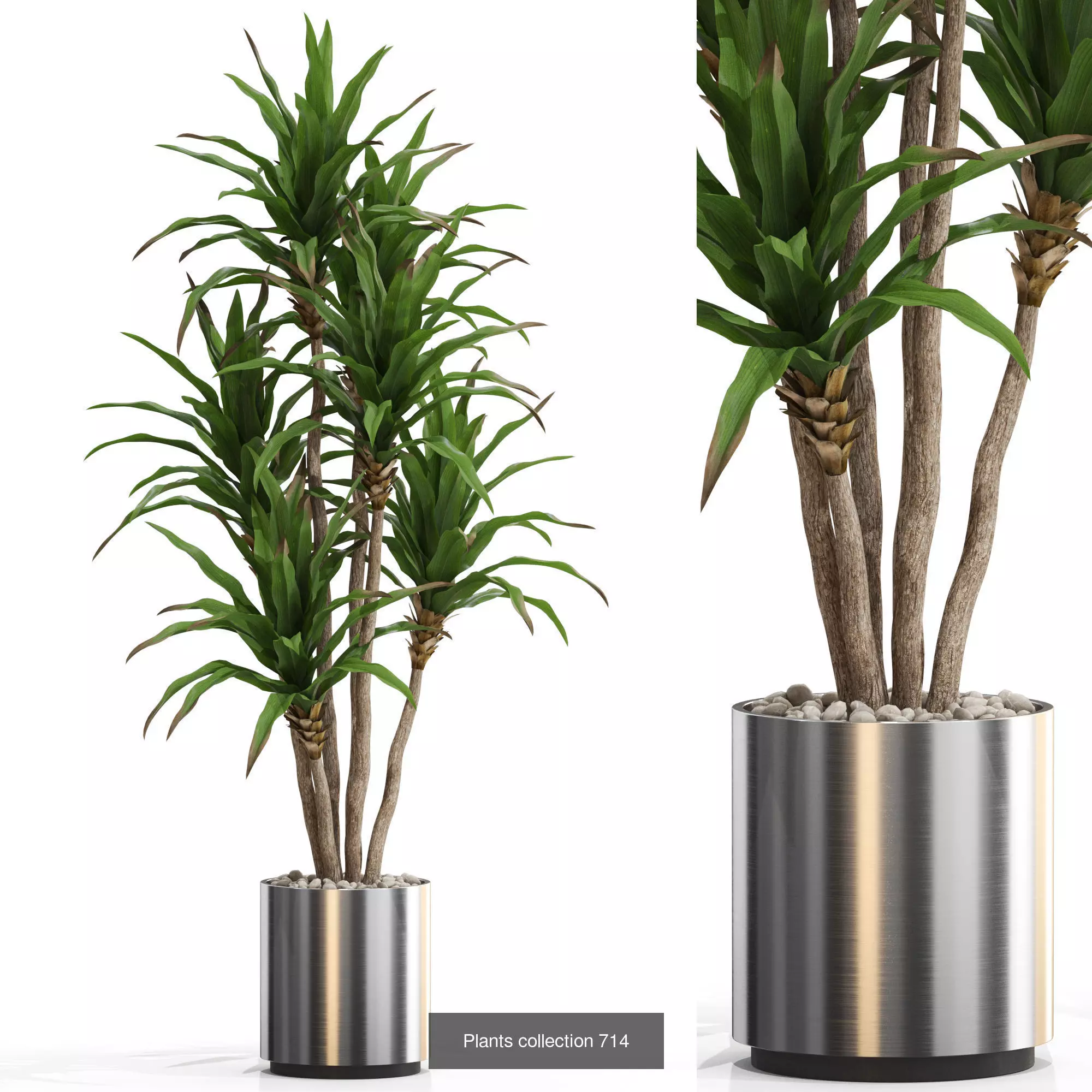 Plants collection vol 16 _12