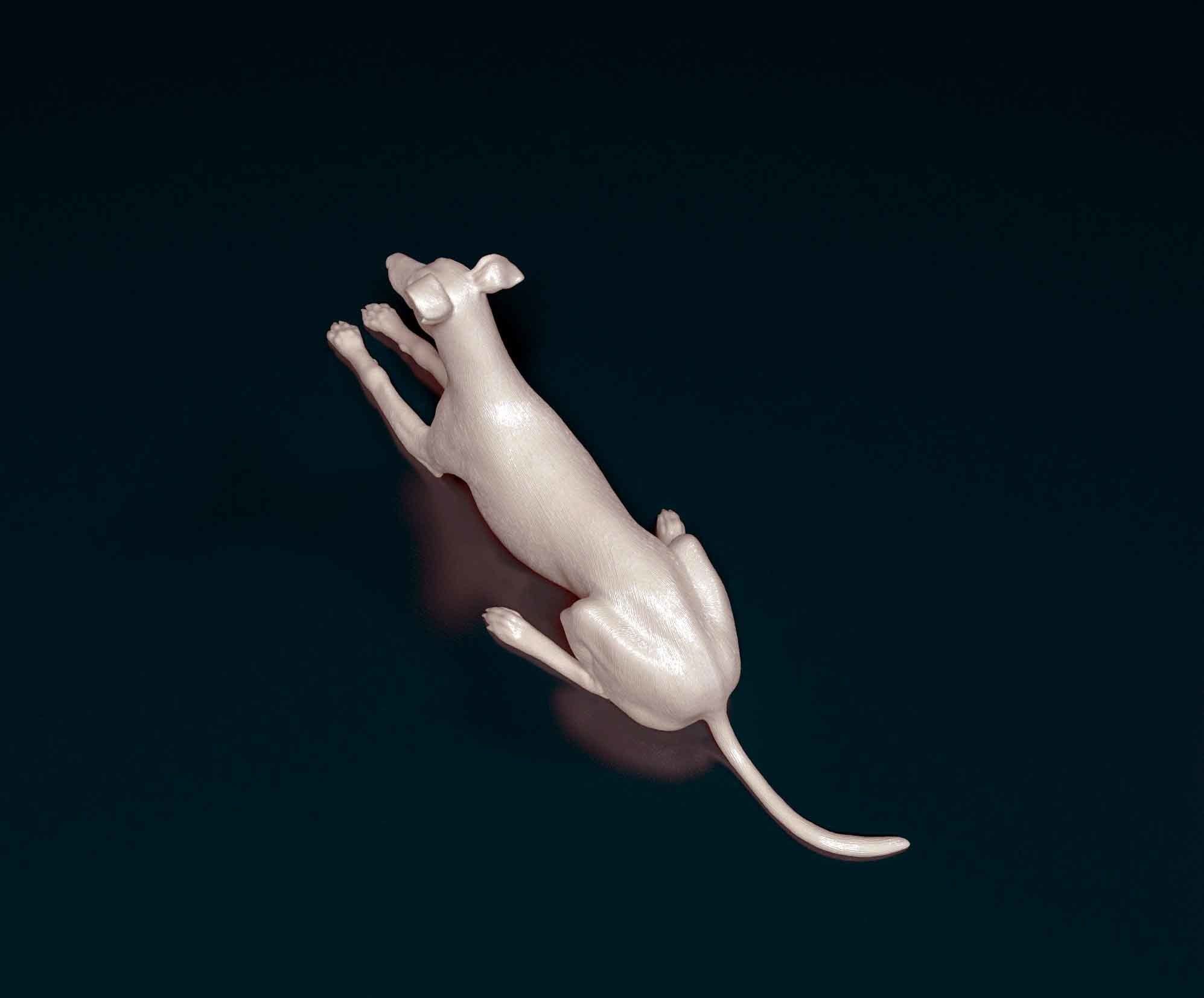 Saluki x Greyhound 3D print model_4