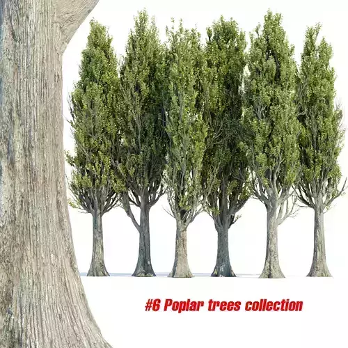 Poplar trees collection vol 145 3D model