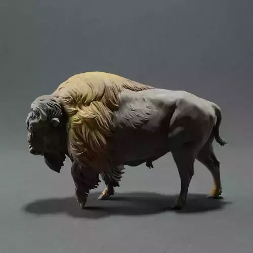 American Bison 