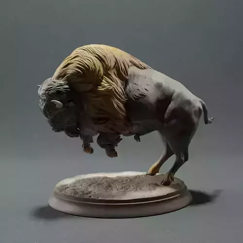 American Bison - Charging