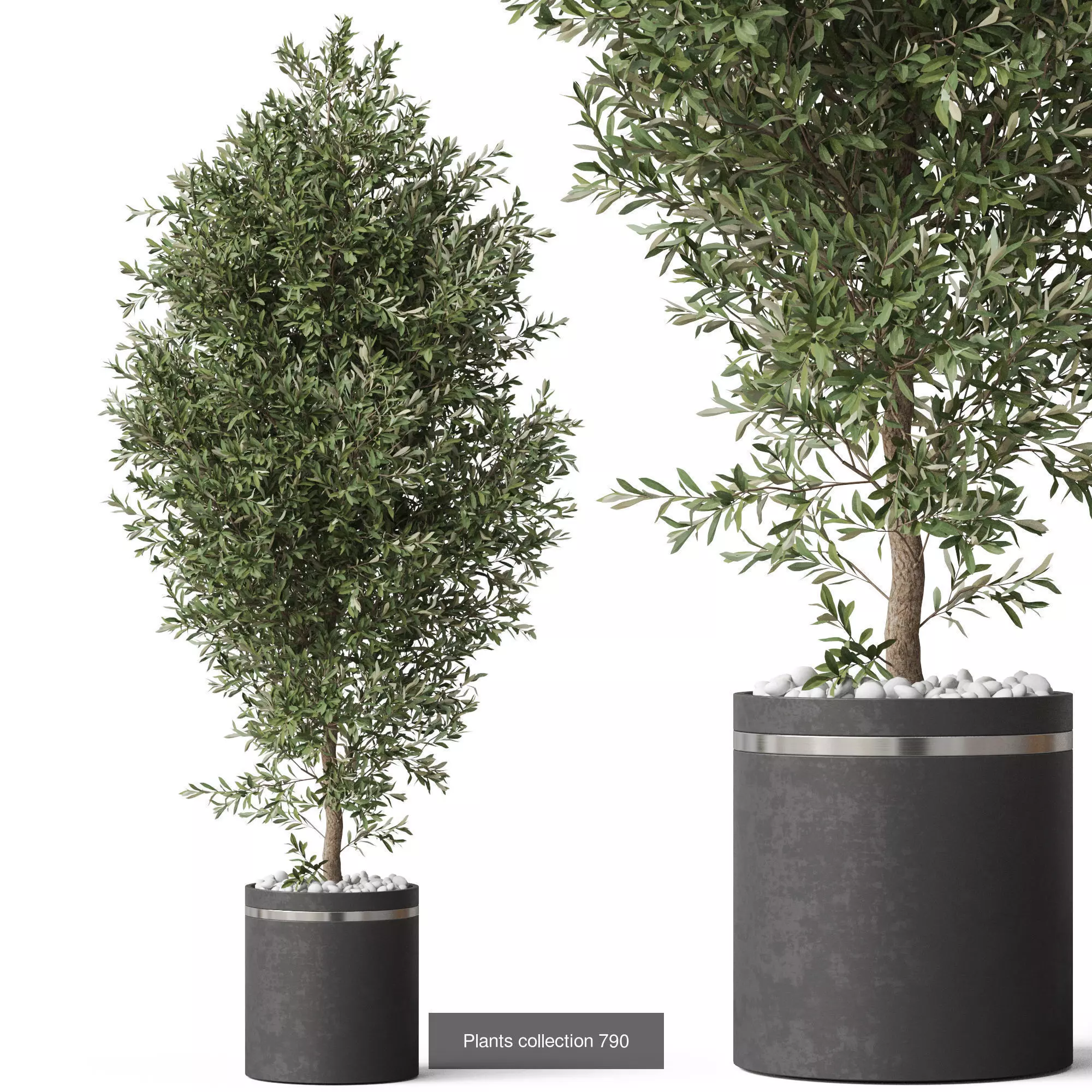 Plants collection vol 17 _27