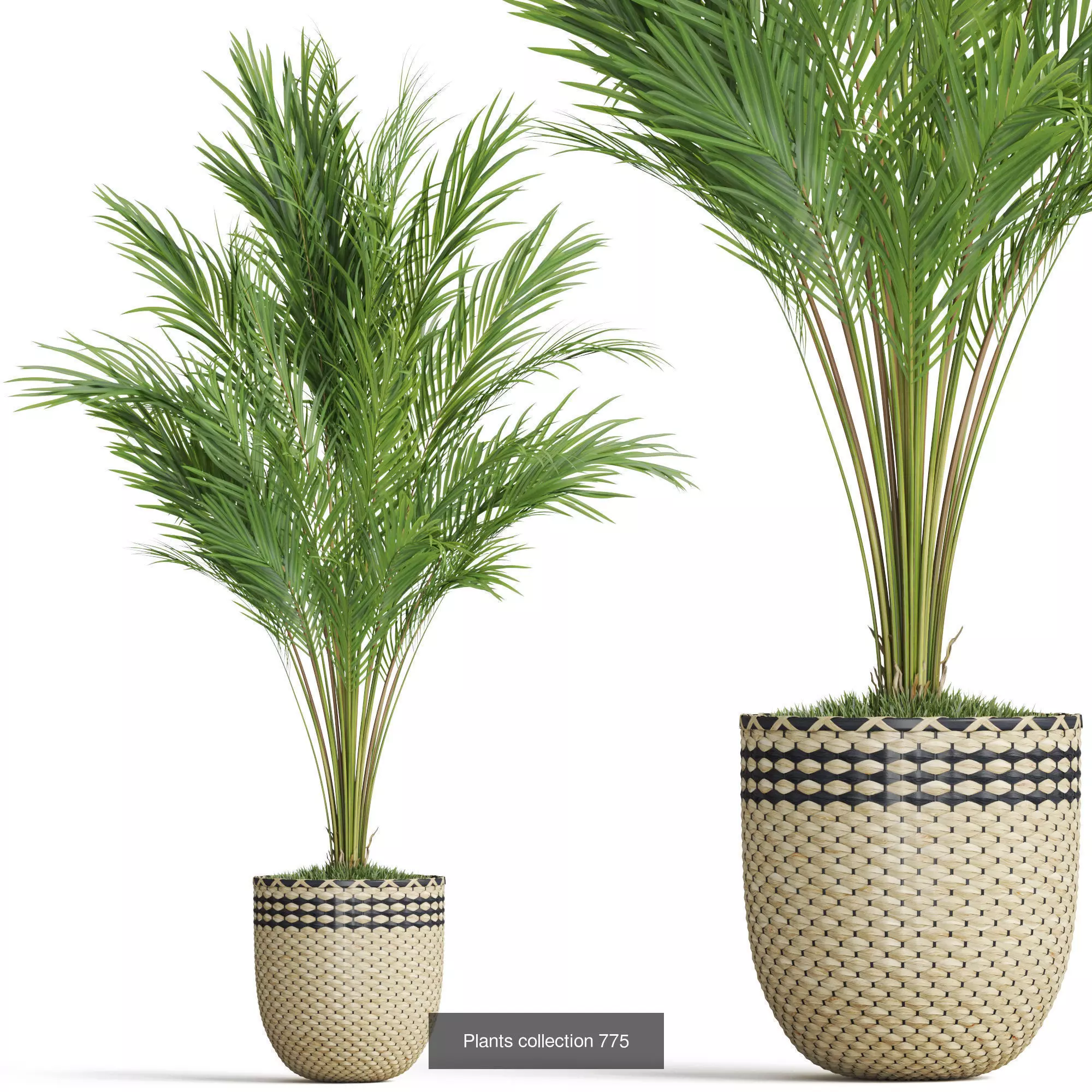 Plants collection vol 17 _17