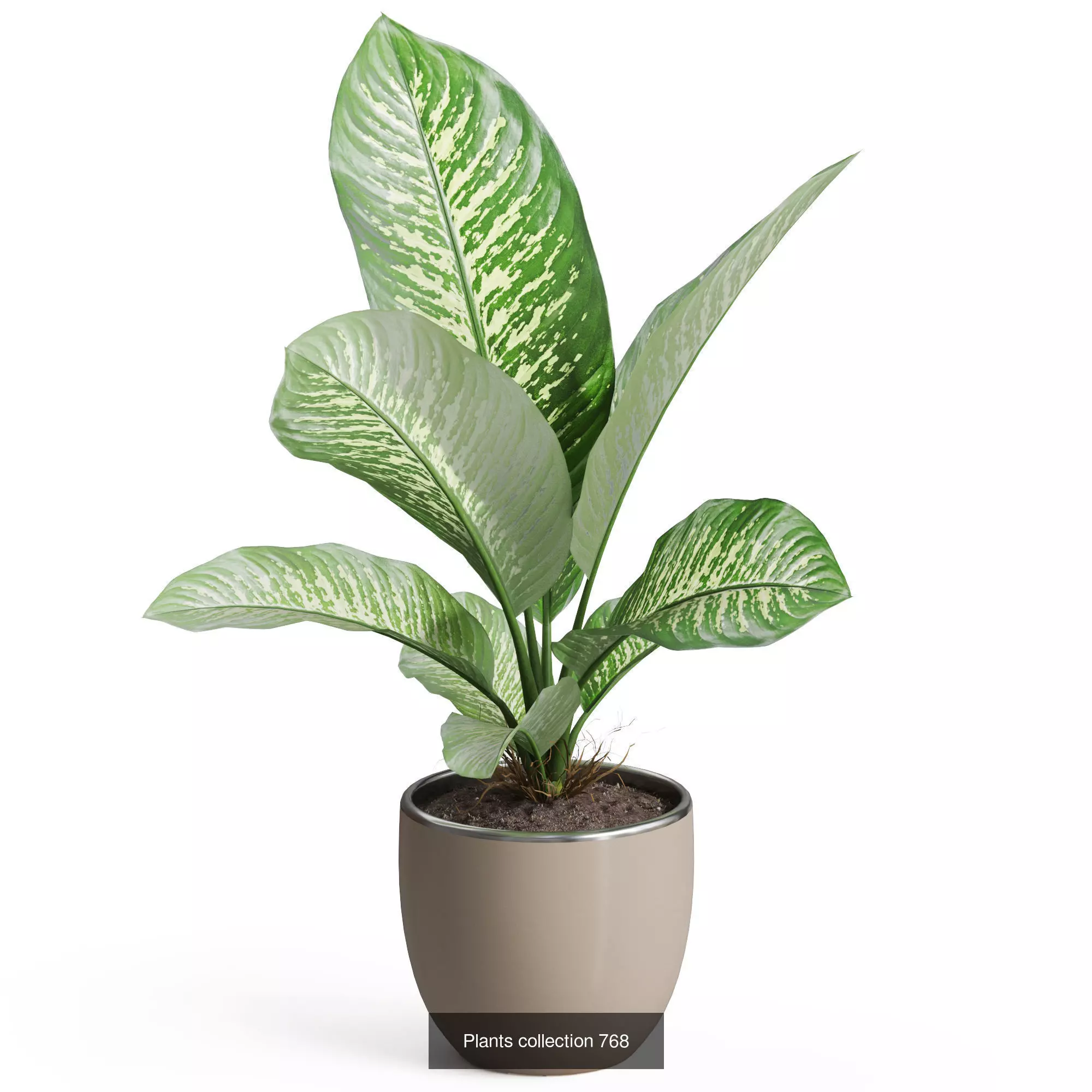 Plants collection vol 17 _15