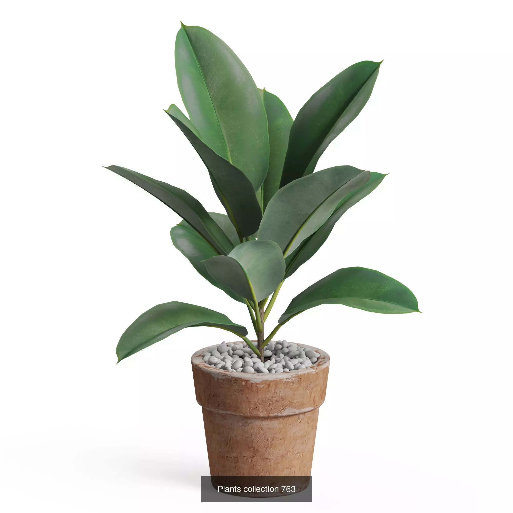 Plants collection vol 17 _10