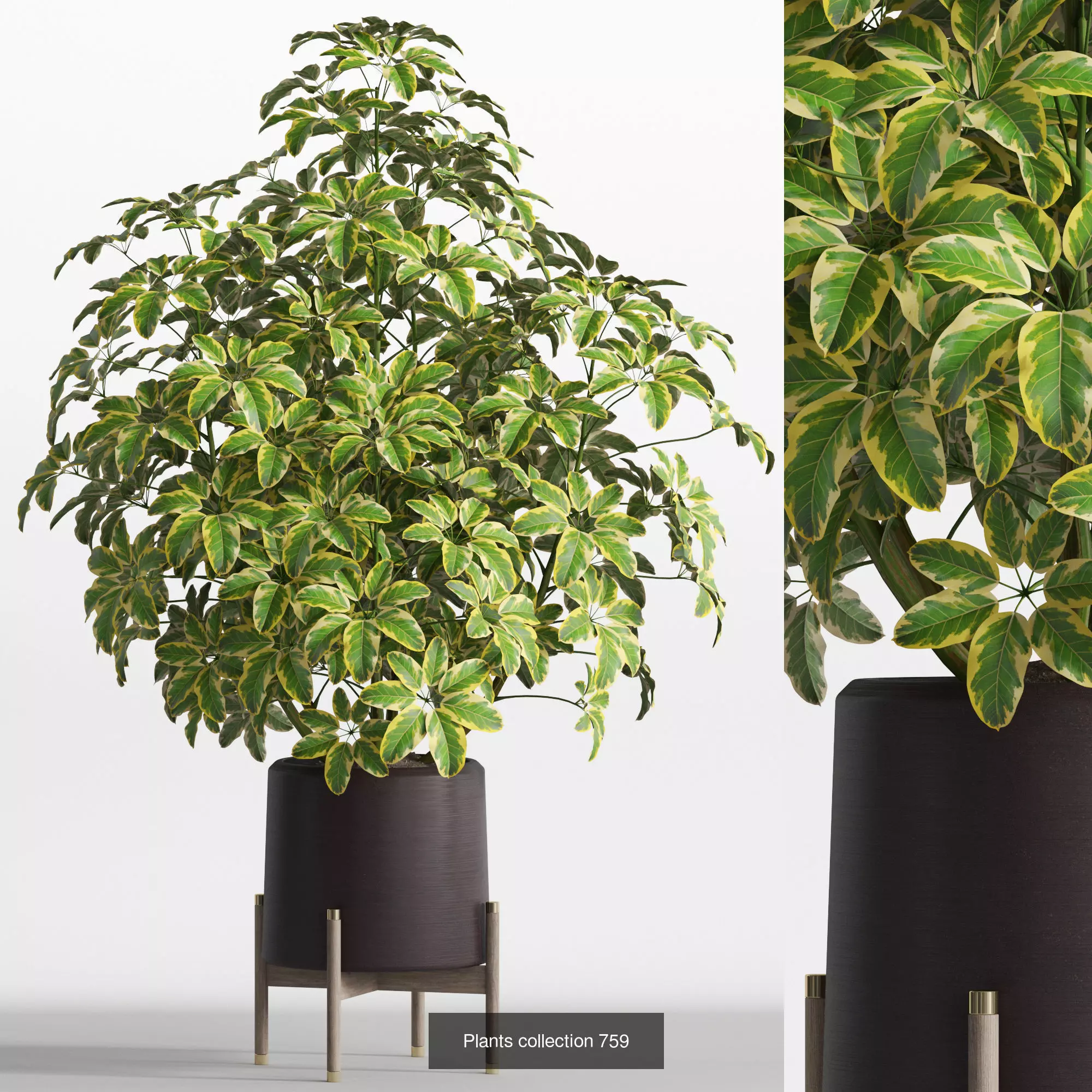 Plants collection vol 17 _6