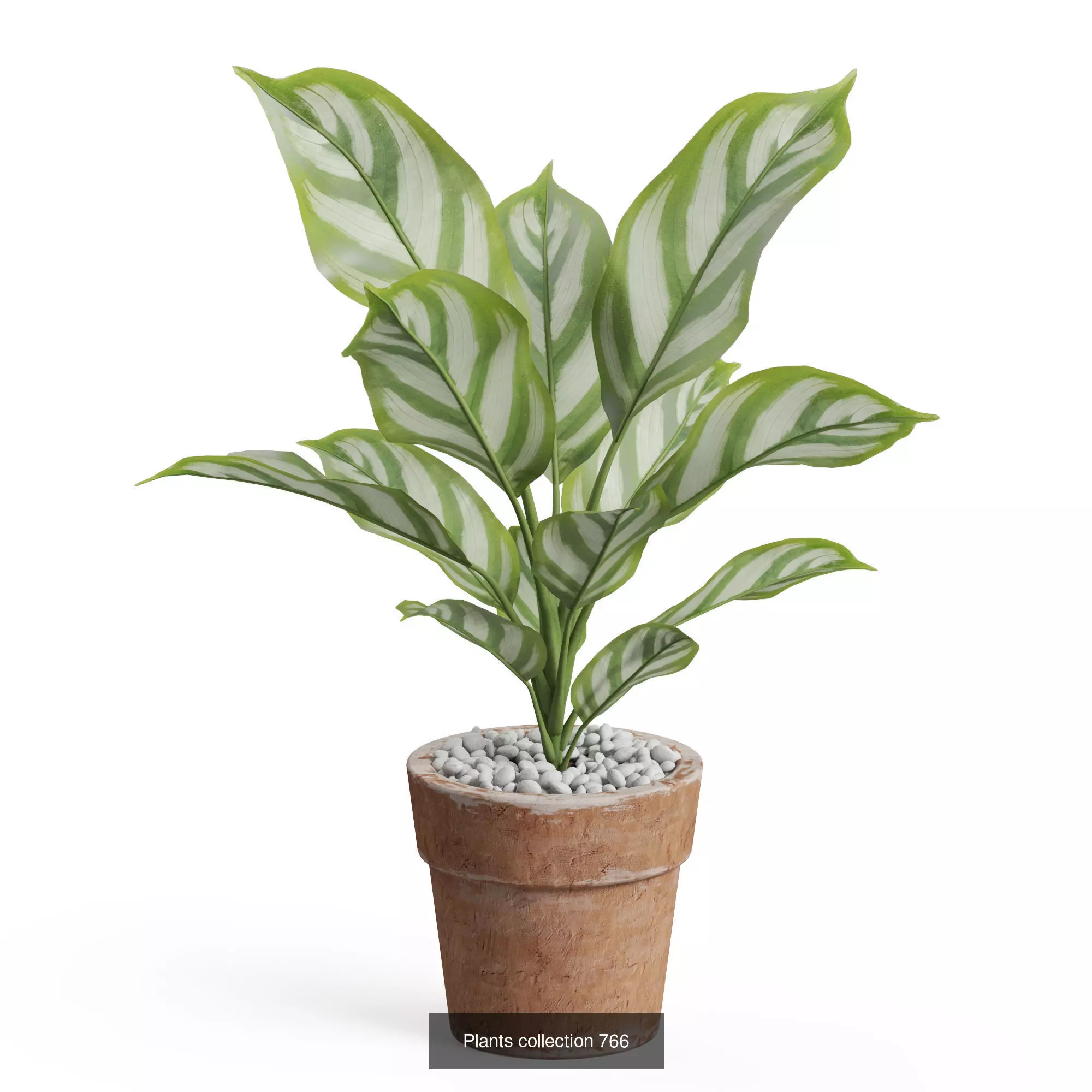 Plants collection vol 17 _13