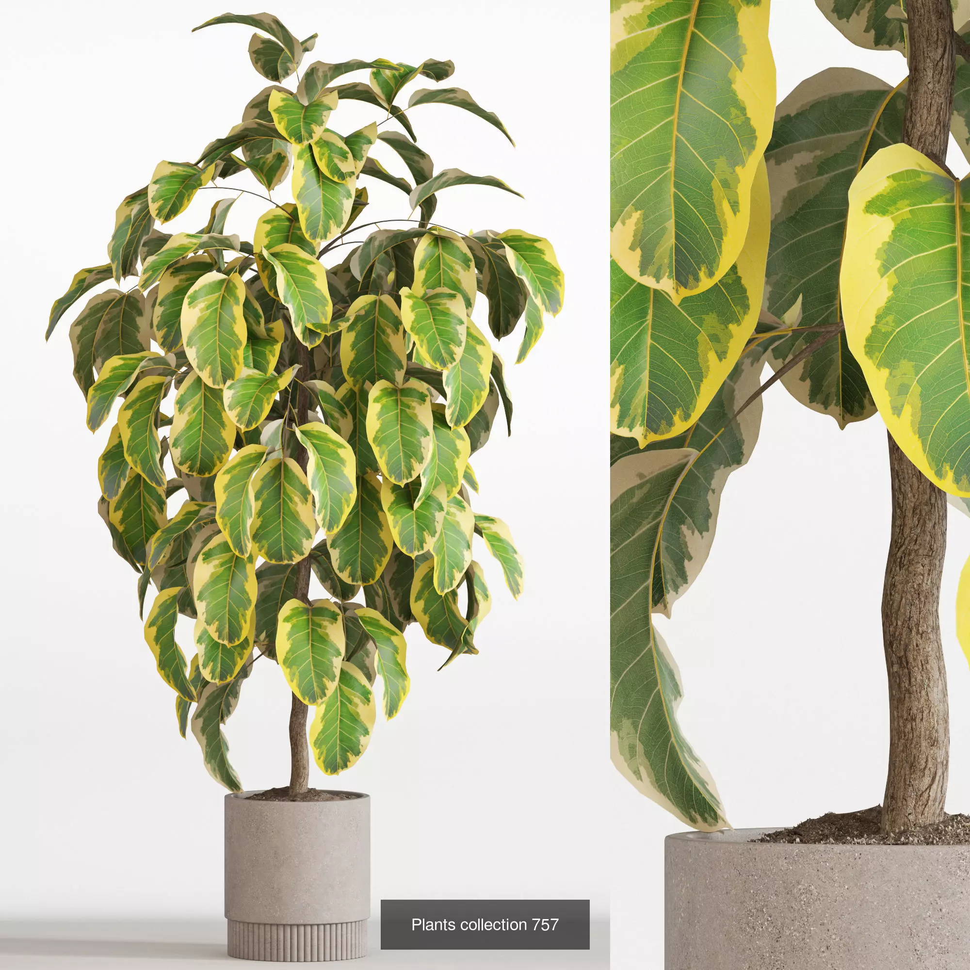 Plants collection vol 17 _4