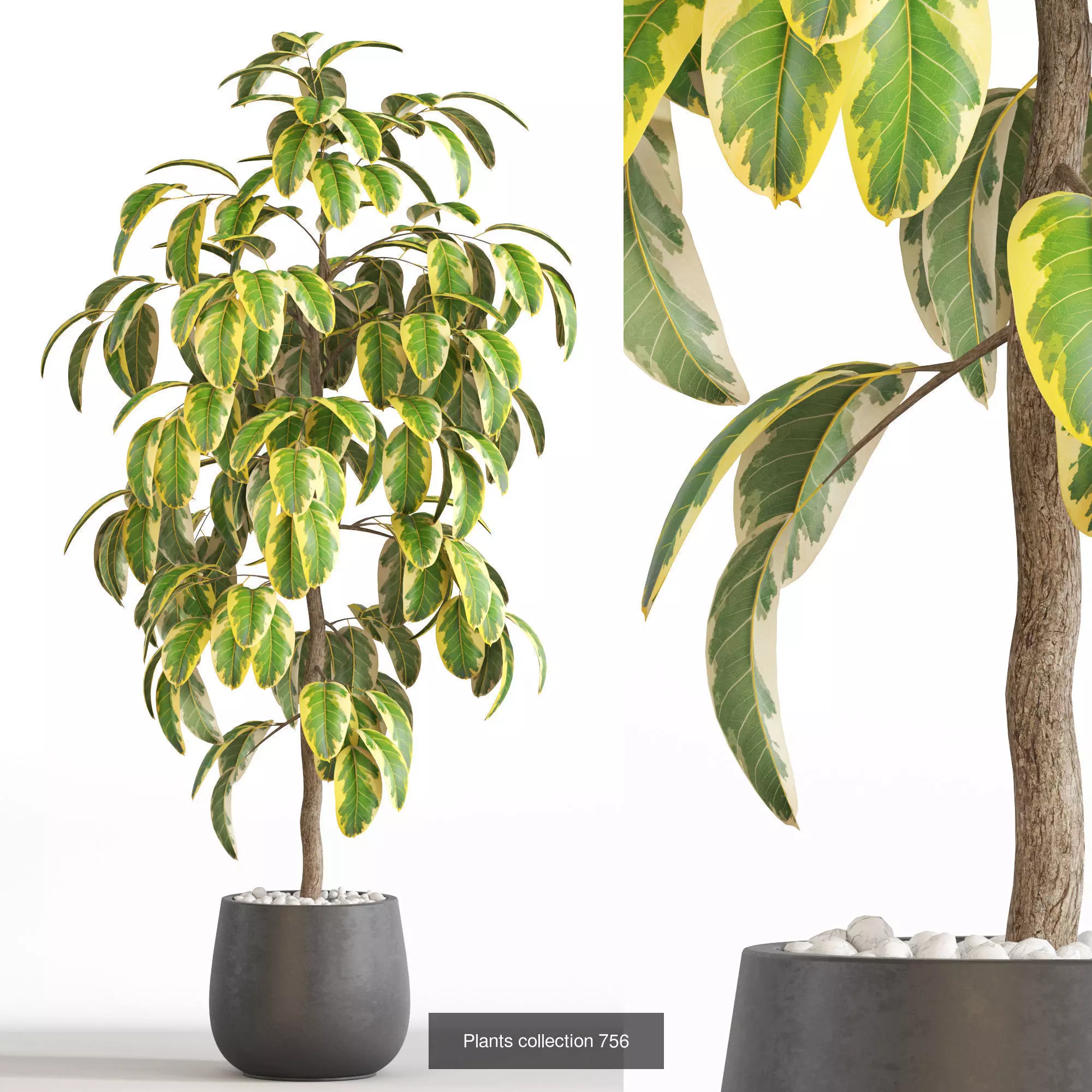 Plants collection vol 17 _3