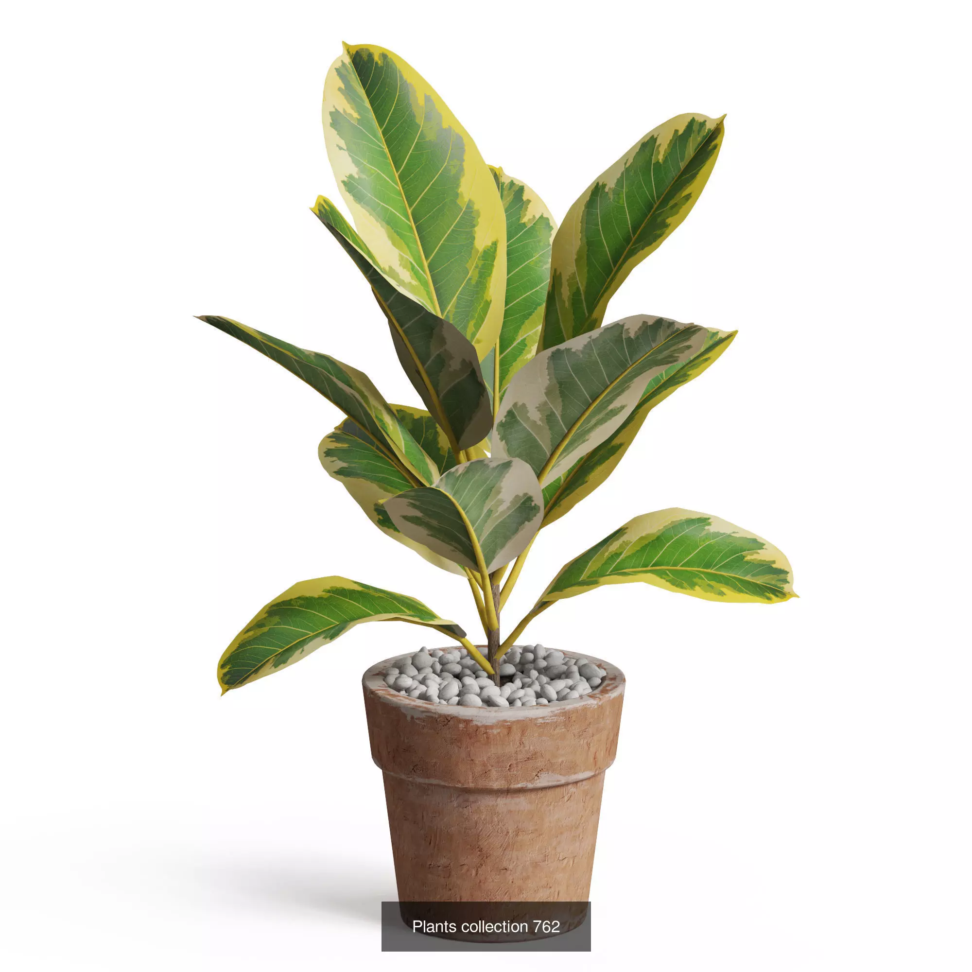 Plants collection vol 17 _9