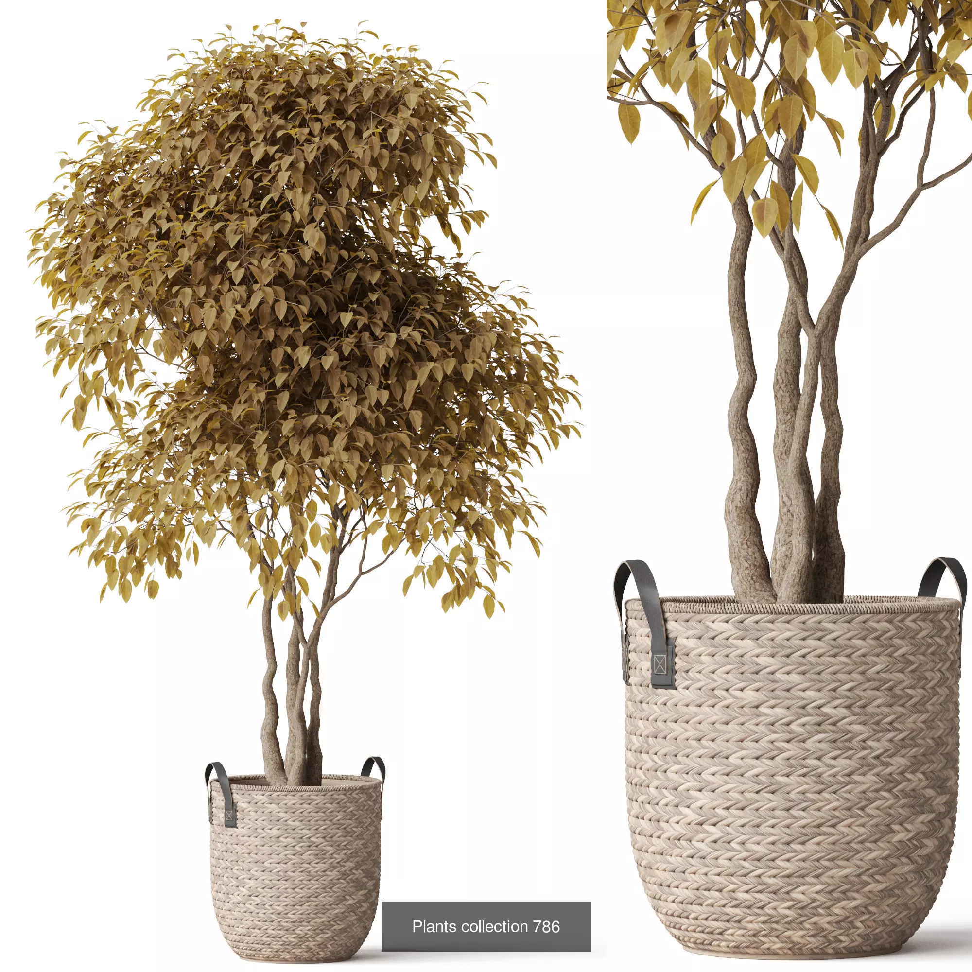 Plants collection vol 17 _23