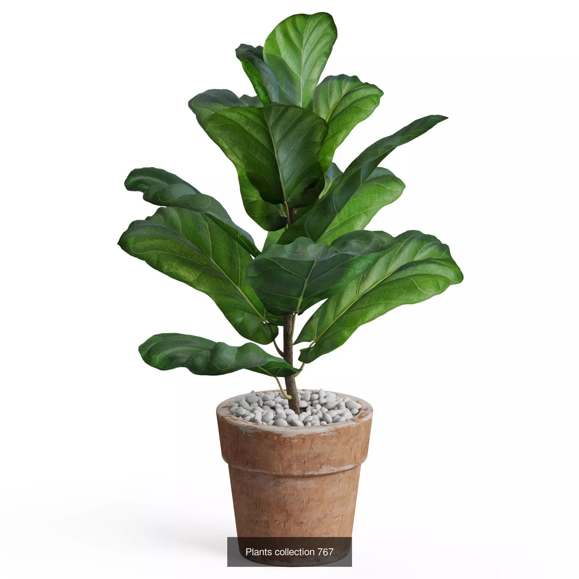 Plants collection vol 17 _14