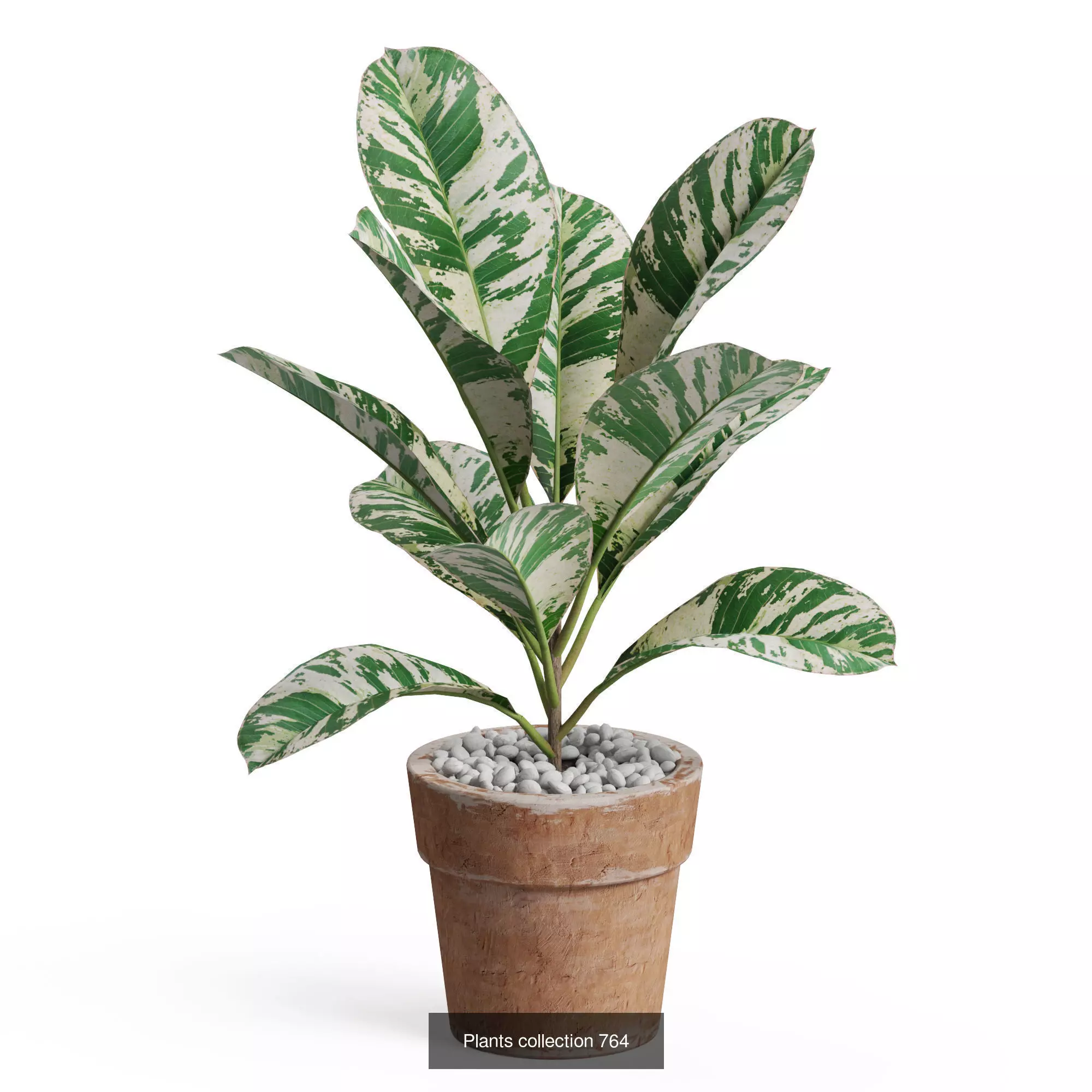 Plants collection vol 17 _11