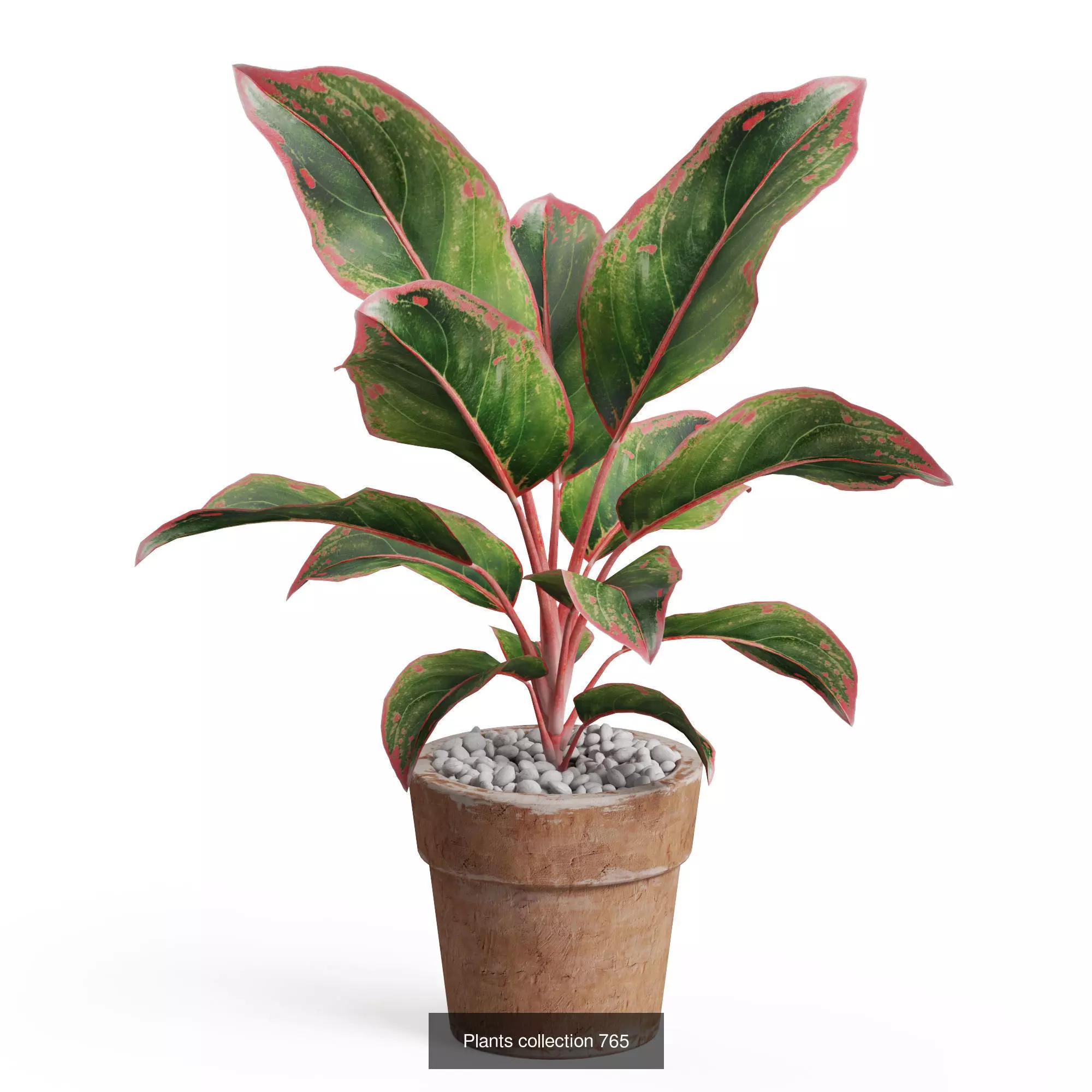 Plants collection vol 17 _12