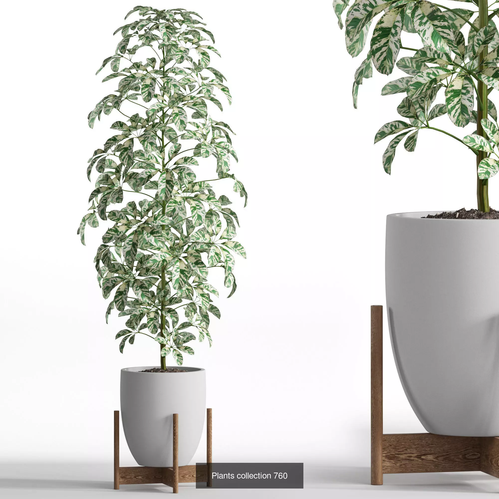 Plants collection vol 17 _7