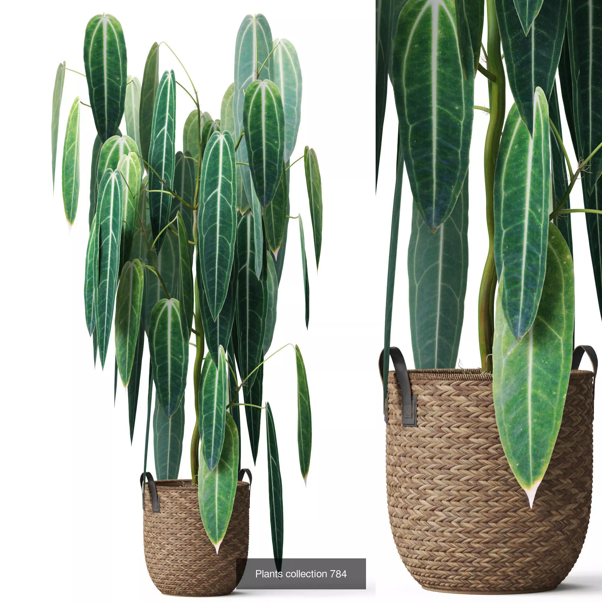 Plants collection vol 17 _21