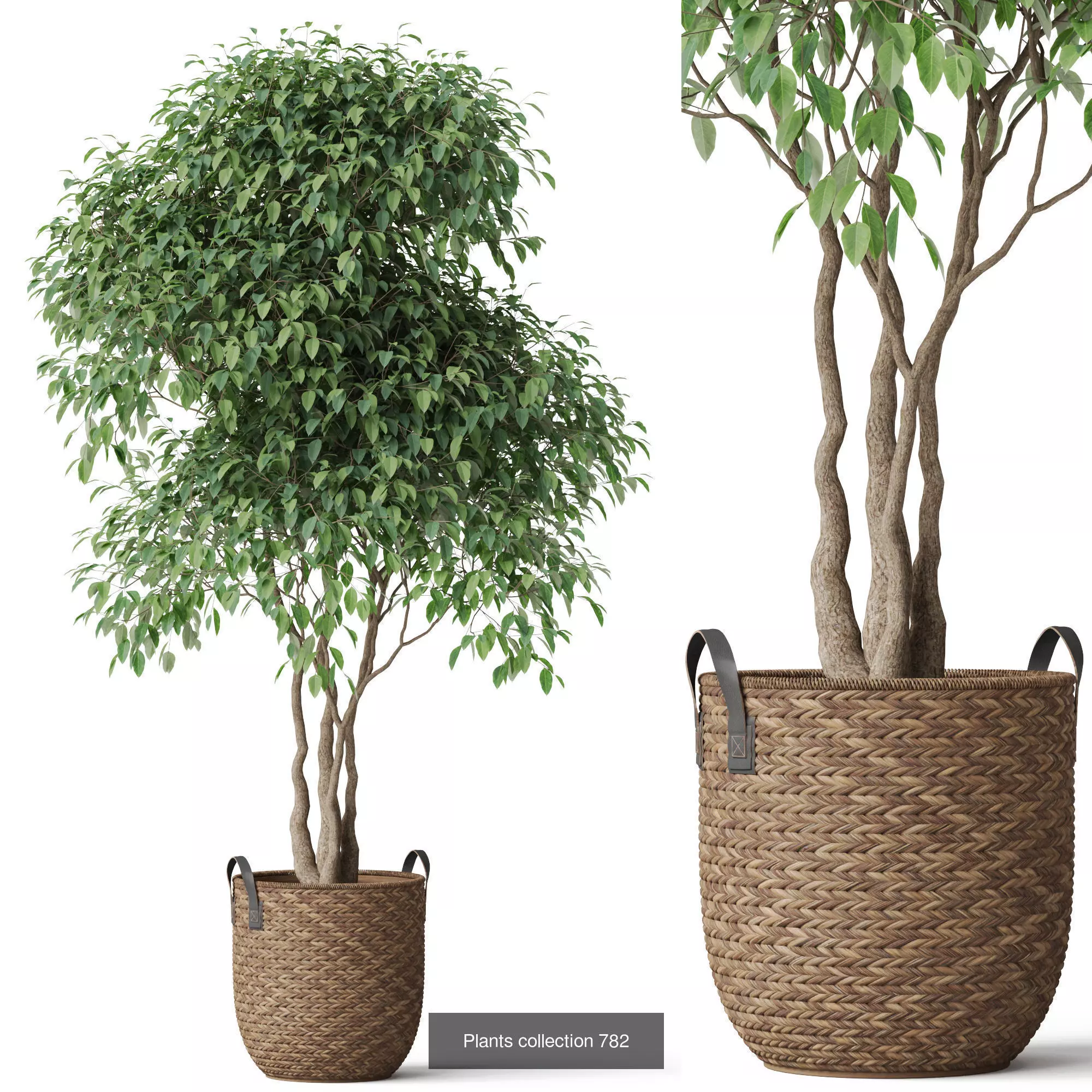 Plants collection vol 17 _19