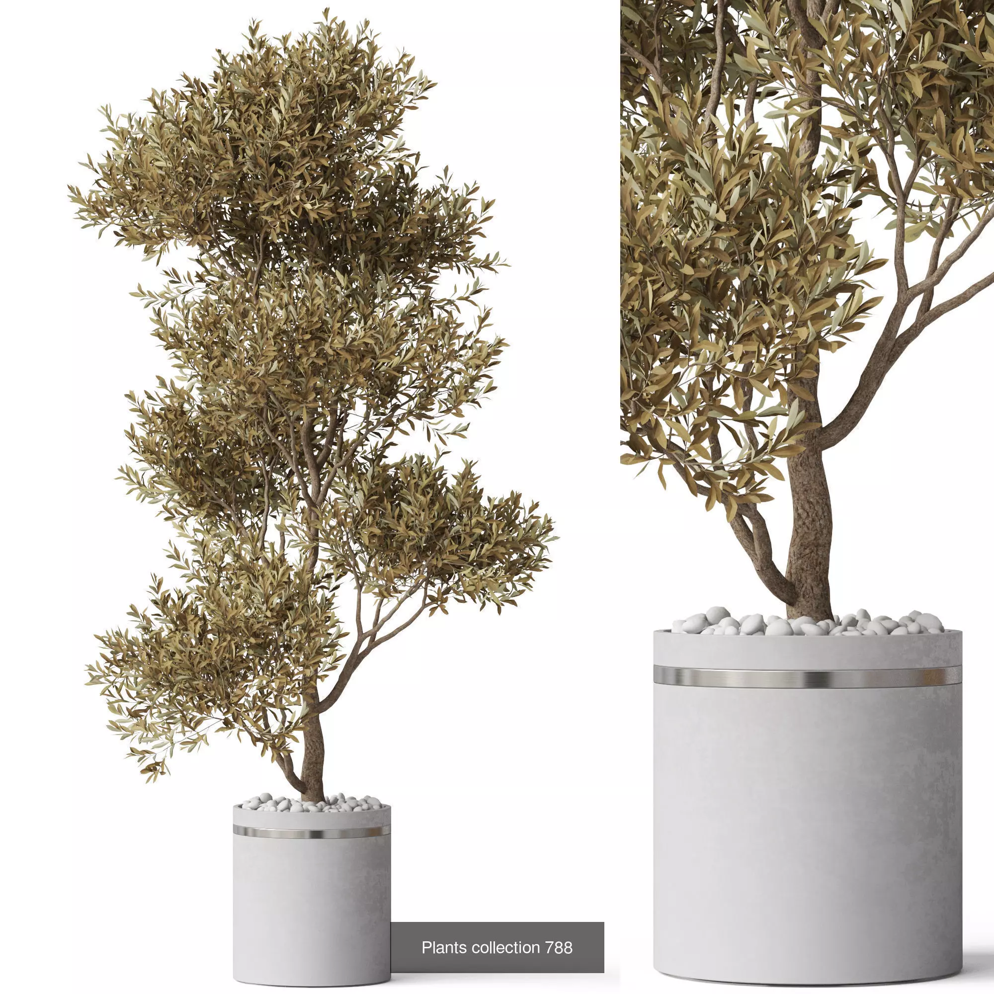 Plants collection vol 17 _25