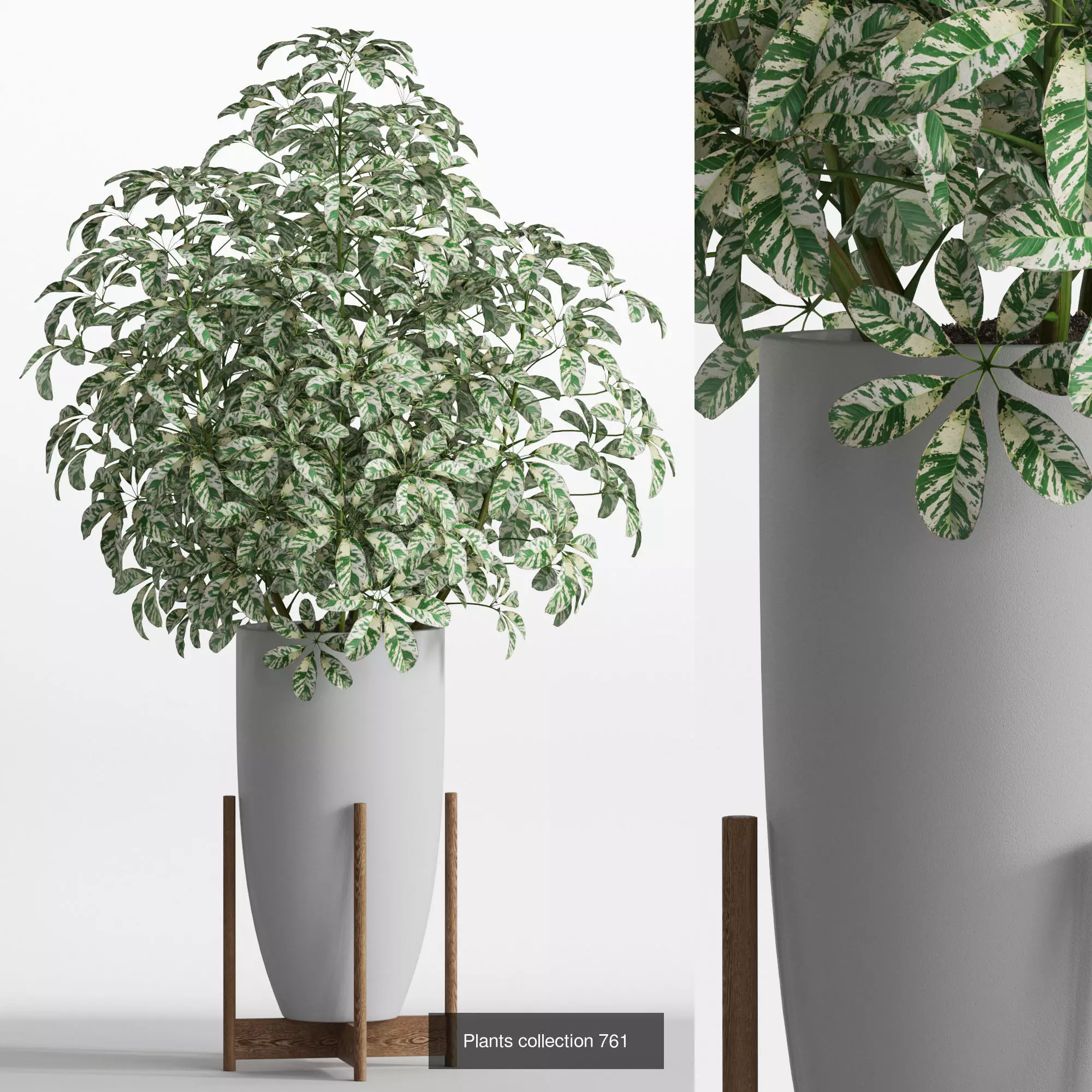 Plants collection vol 17 _8