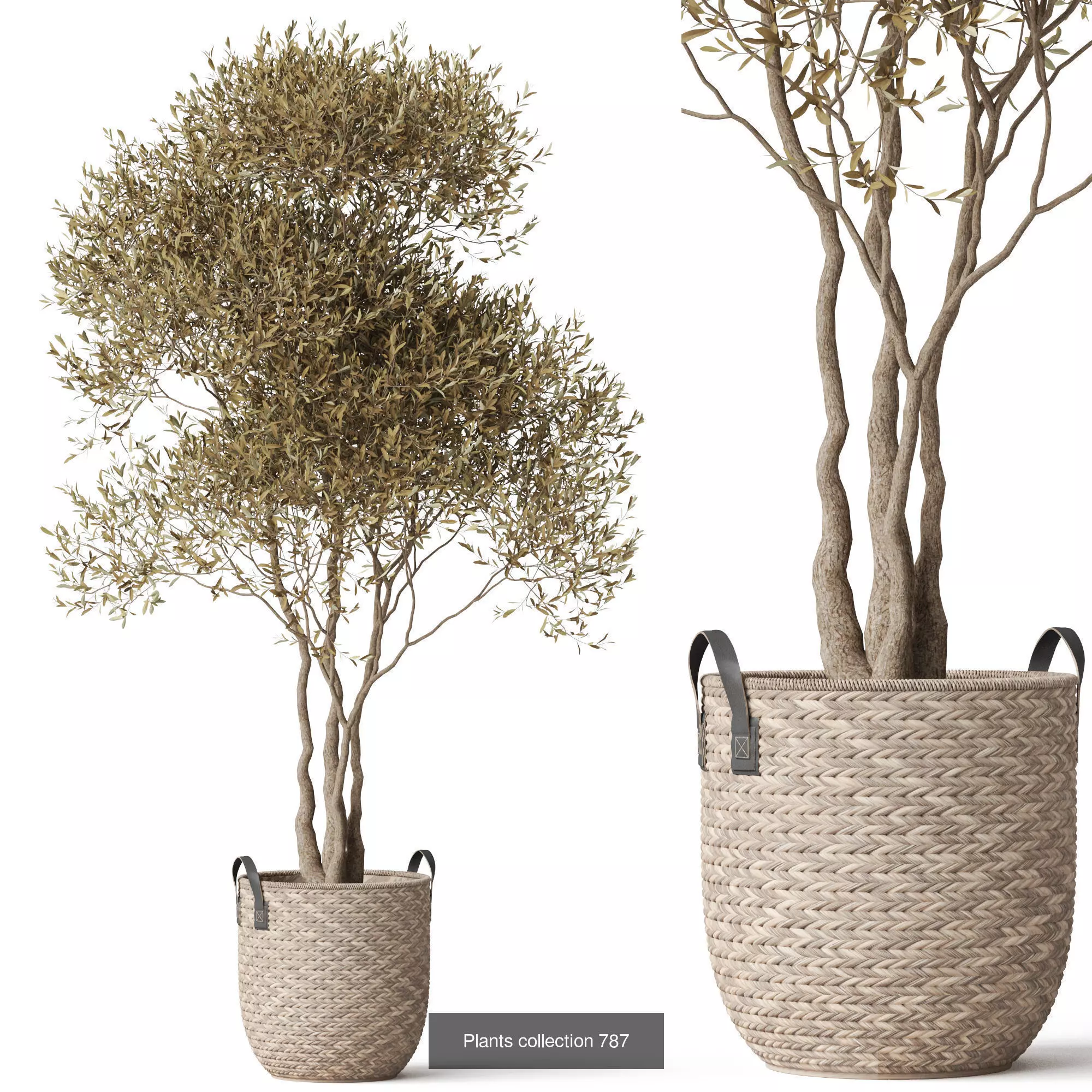 Plants collection vol 17 _24