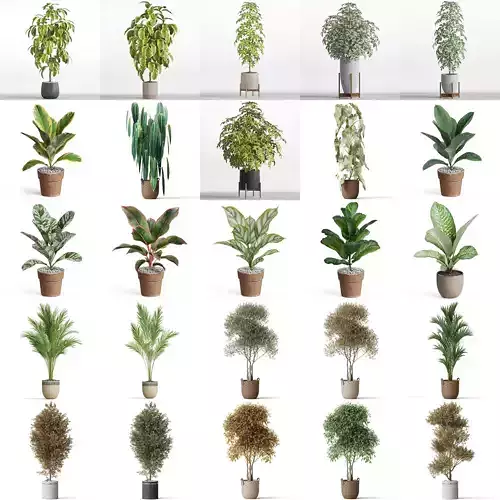 Plants collection vol 17