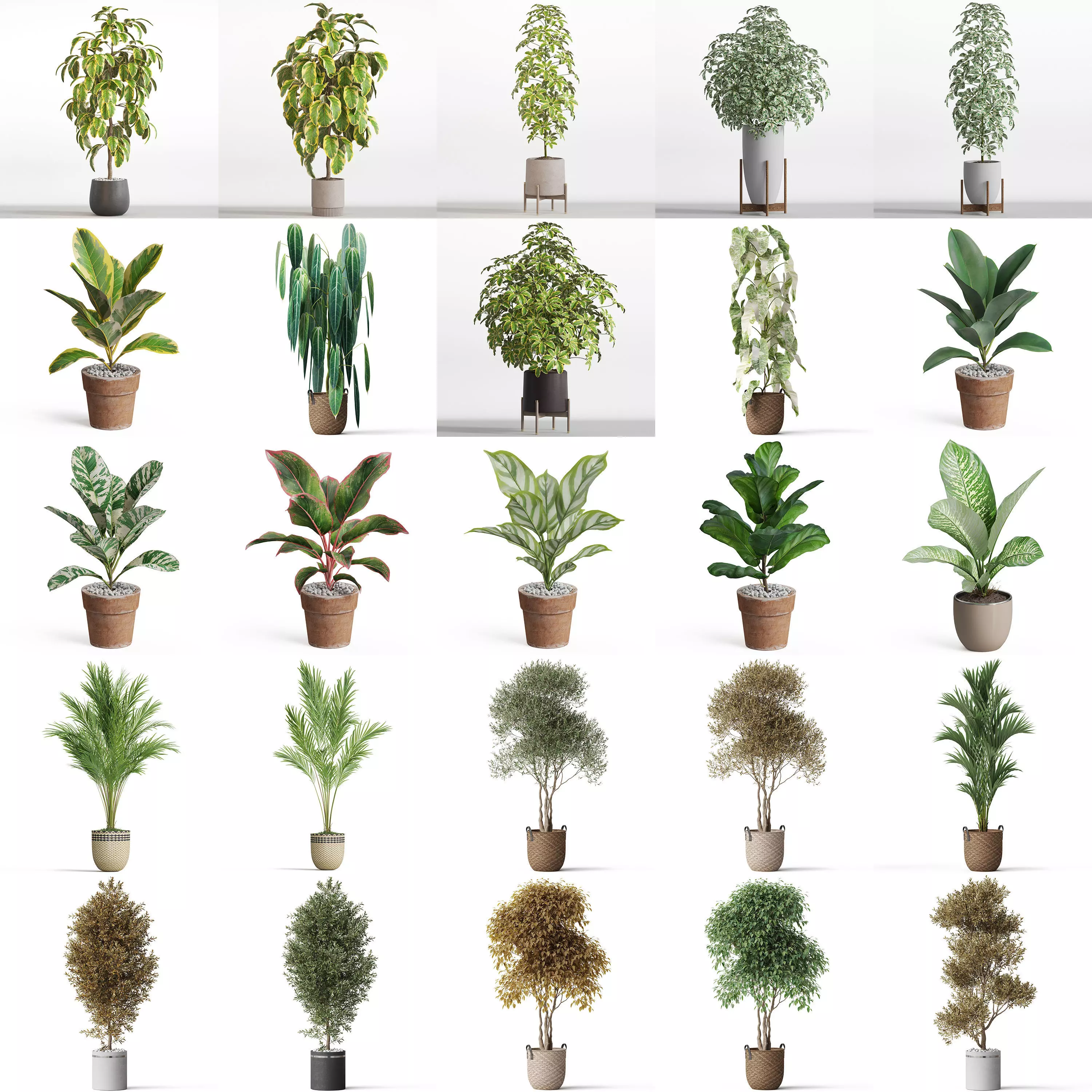 Plants collection vol 17 _0