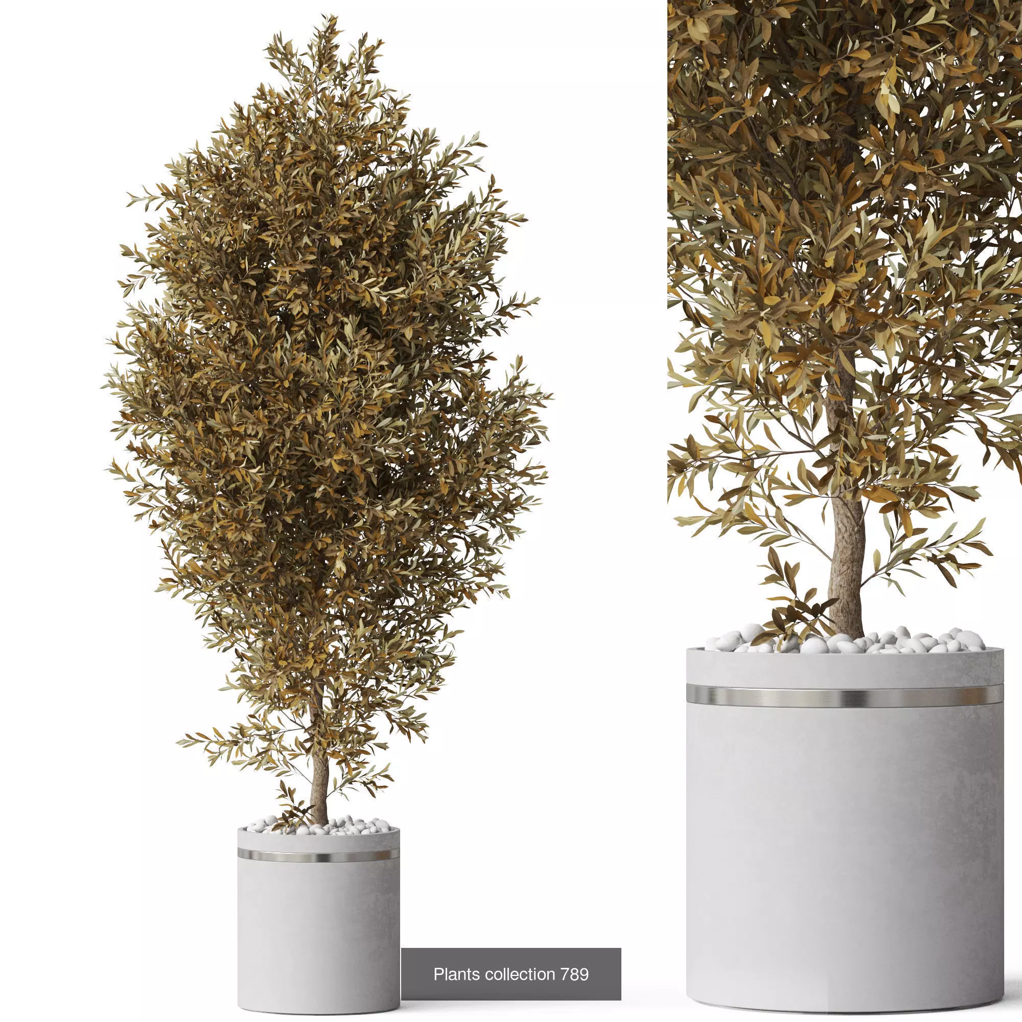 Plants collection vol 17 _26