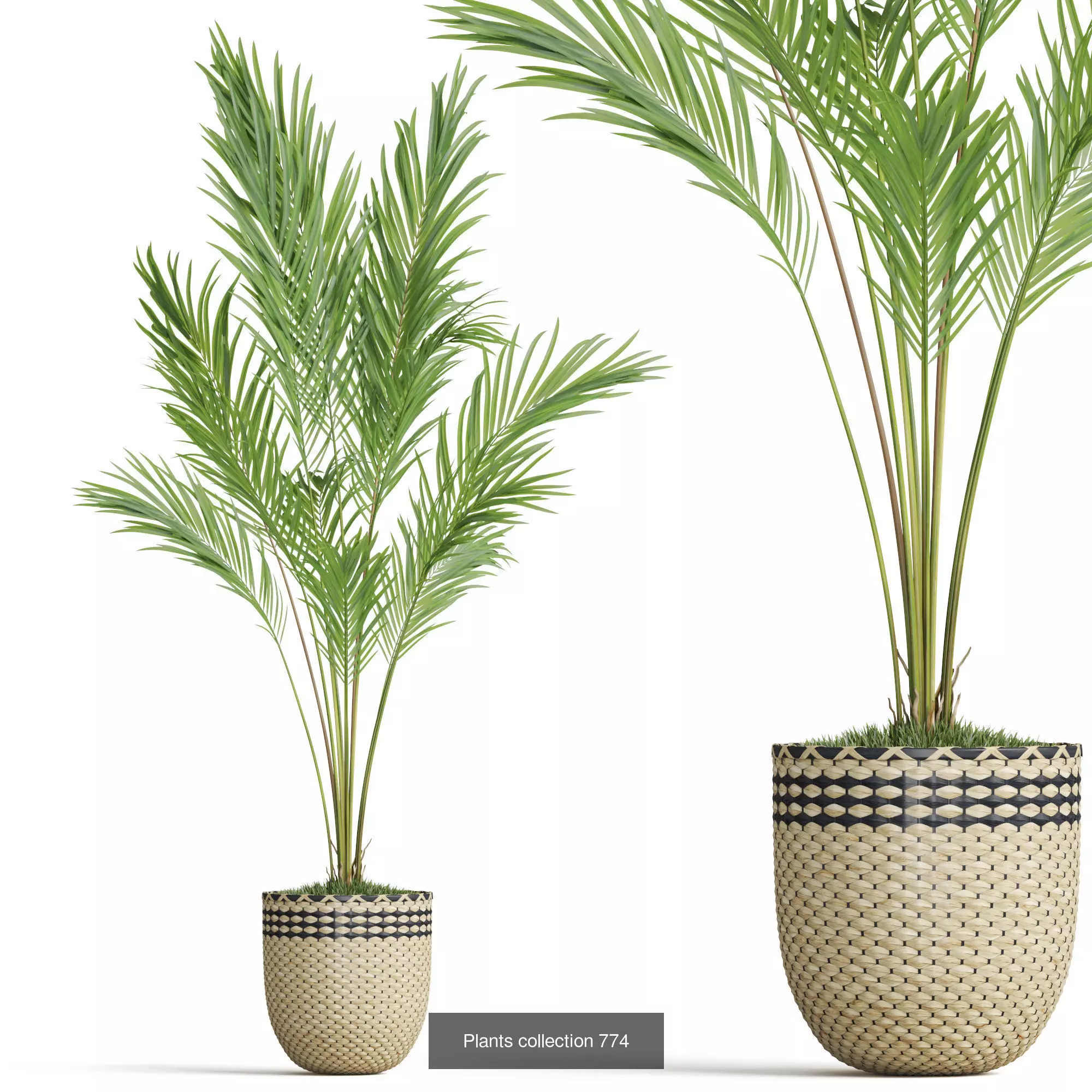 Plants collection vol 17 _16