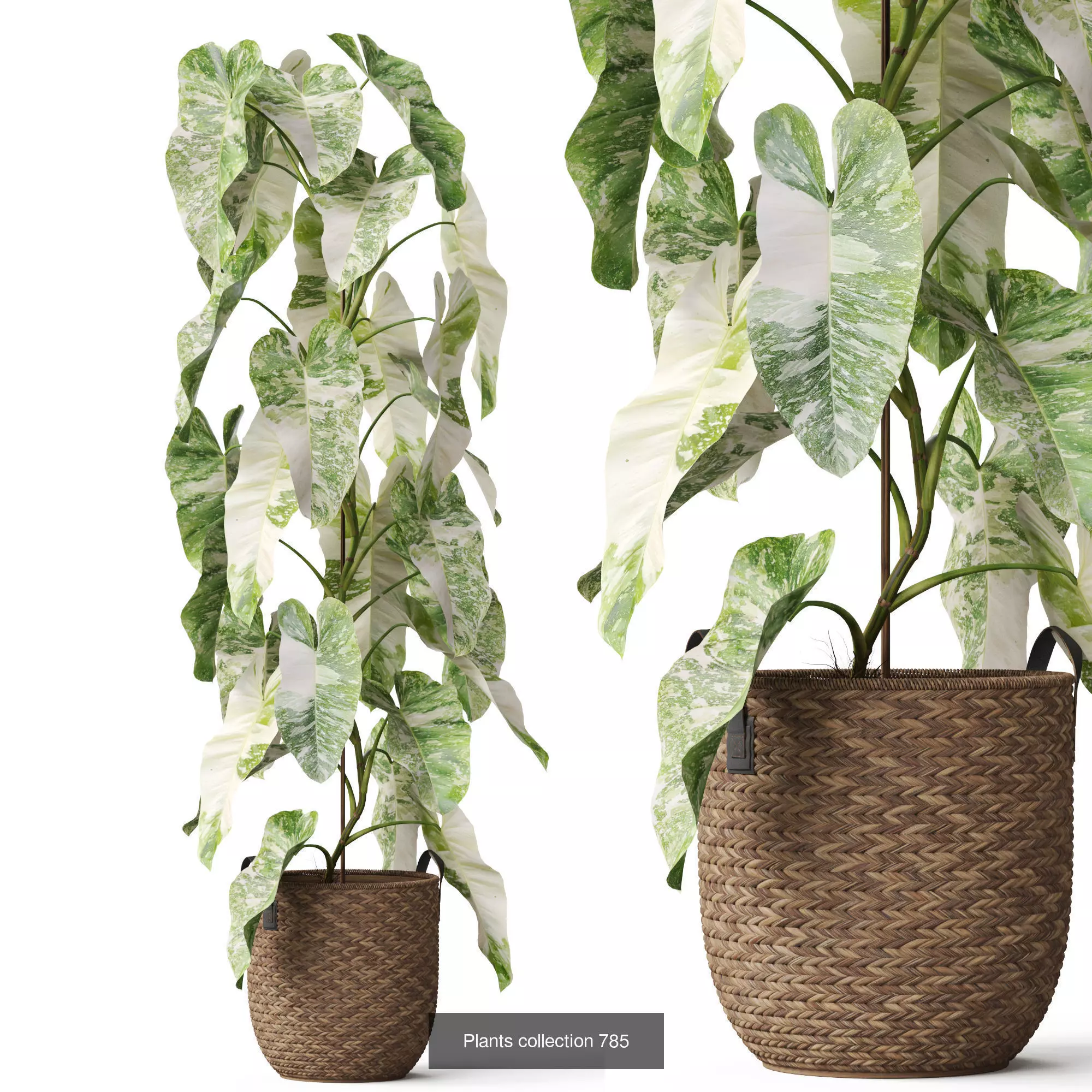 Plants collection vol 17 _22