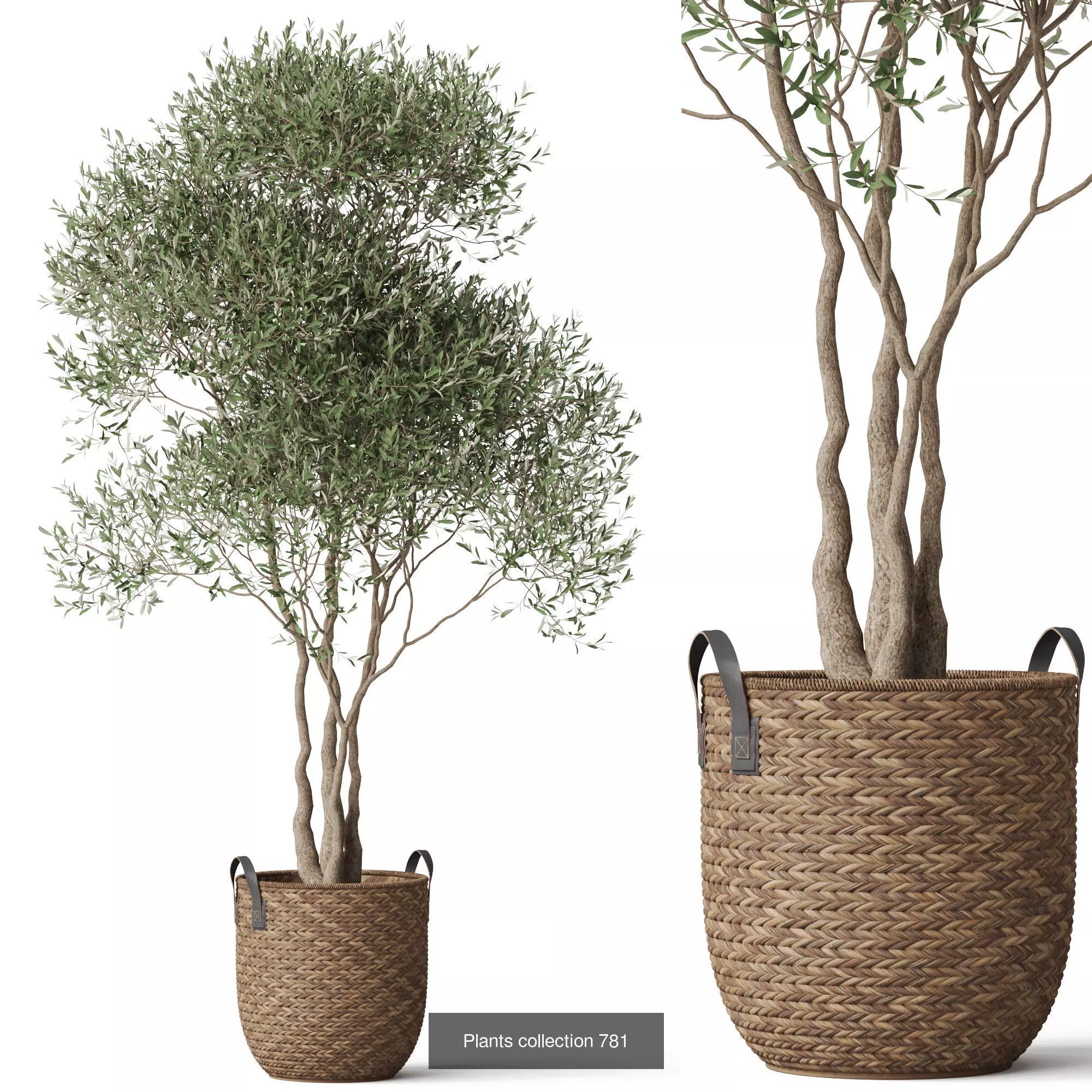 Plants collection vol 17 _18