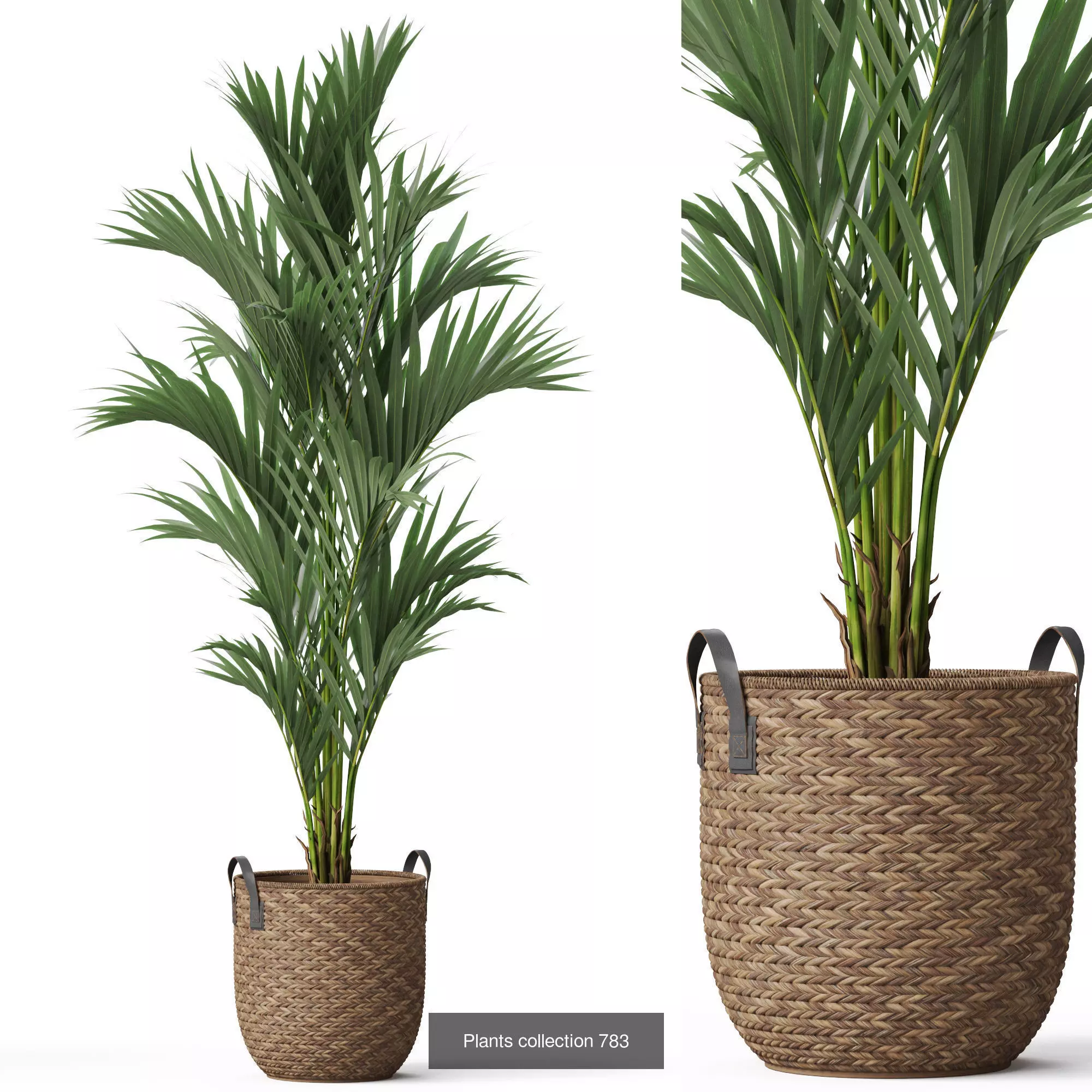 Plants collection vol 17 _20