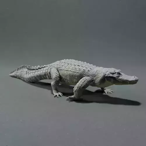 American Alligator 3D print model