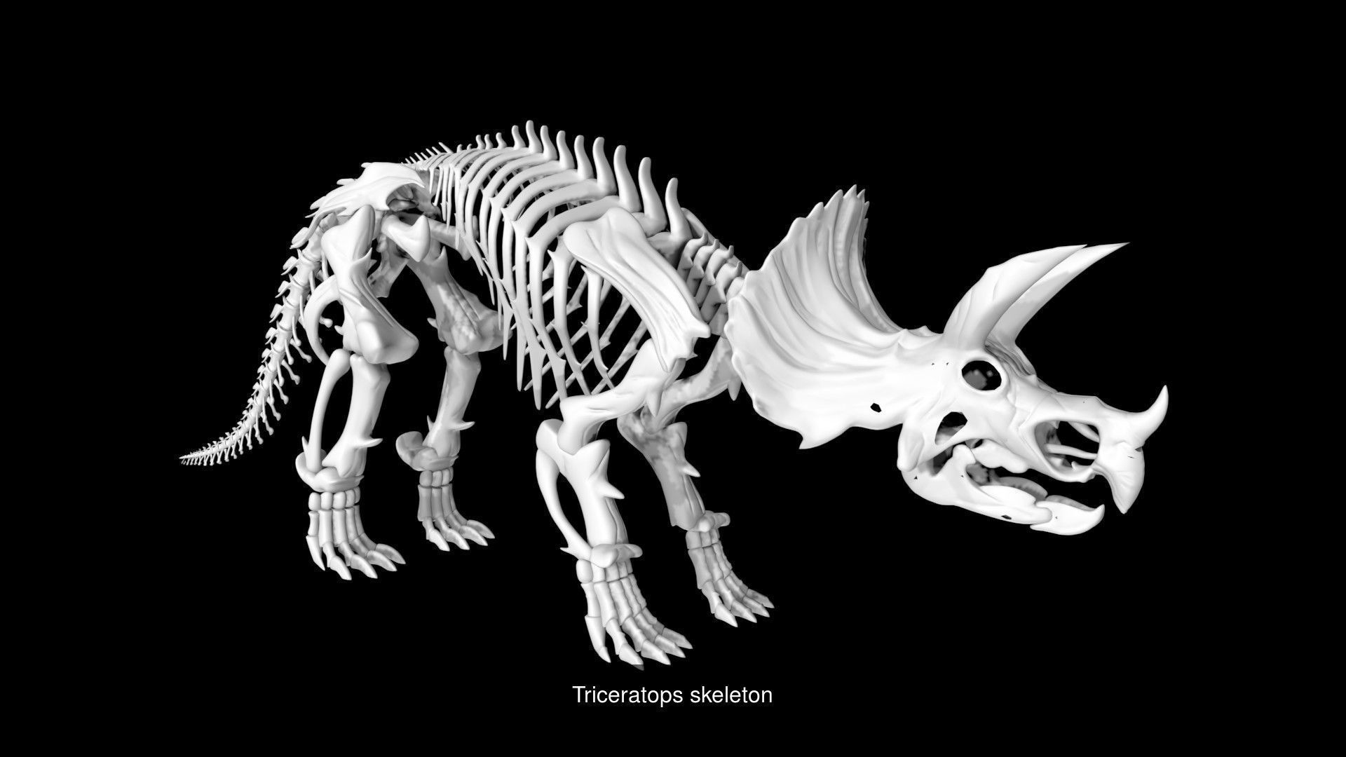 Dinosaur Skeletons Collection _4