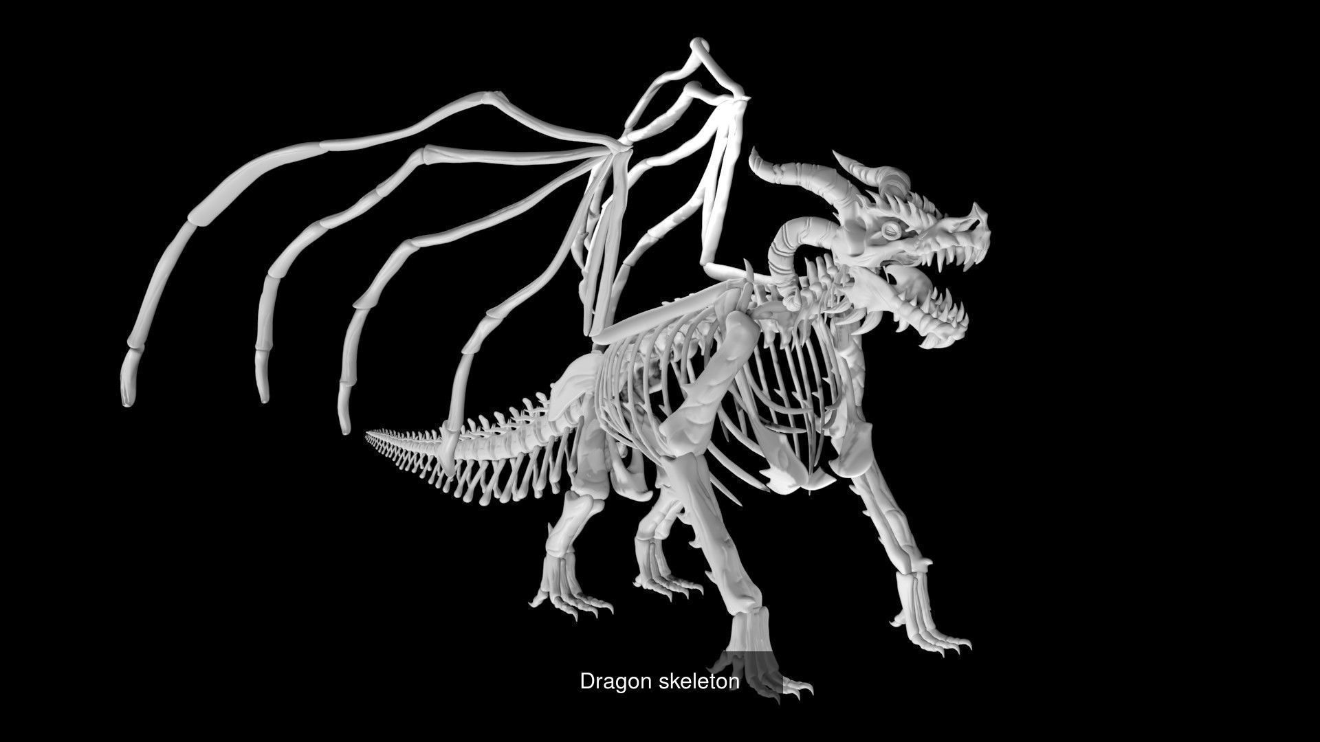 Dinosaur Skeletons Collection _9