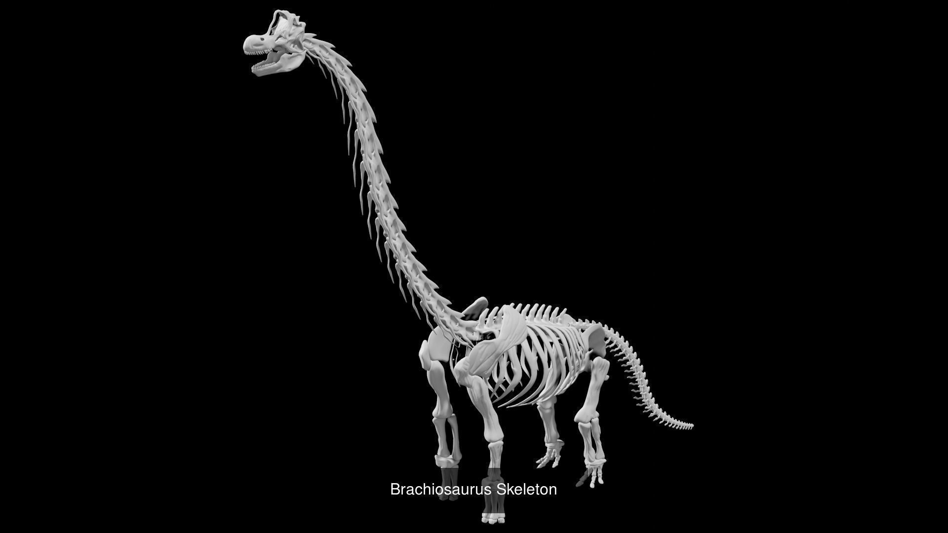 Dinosaur Skeletons Collection _2