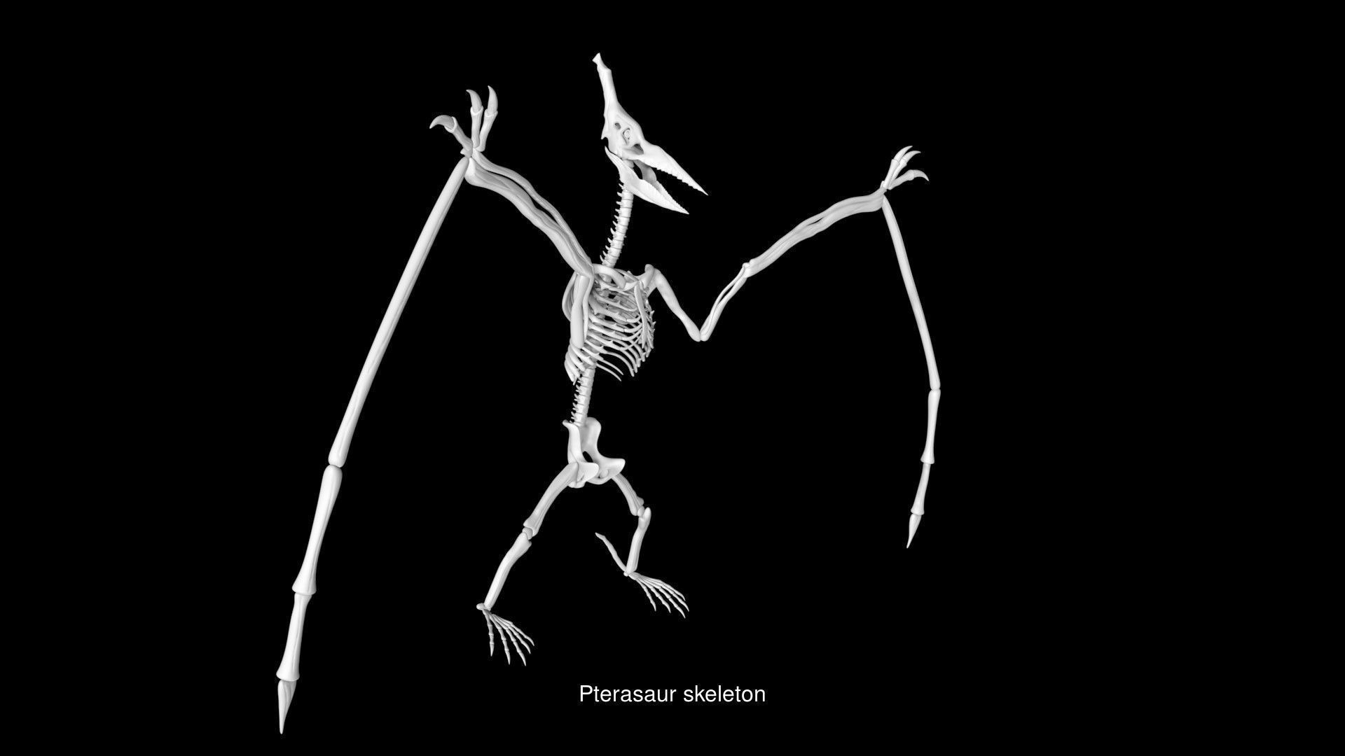 Dinosaur Skeletons Collection _5