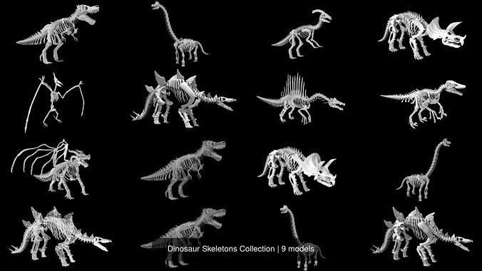 Dinosaur Skeletons Collection 
