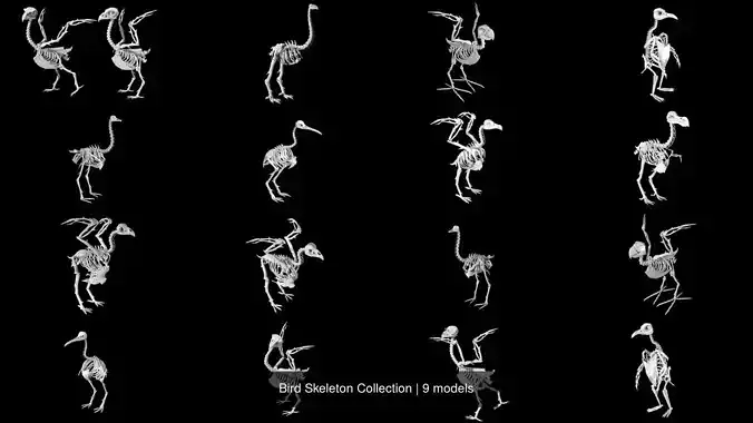 Bird Skeleton Collection 