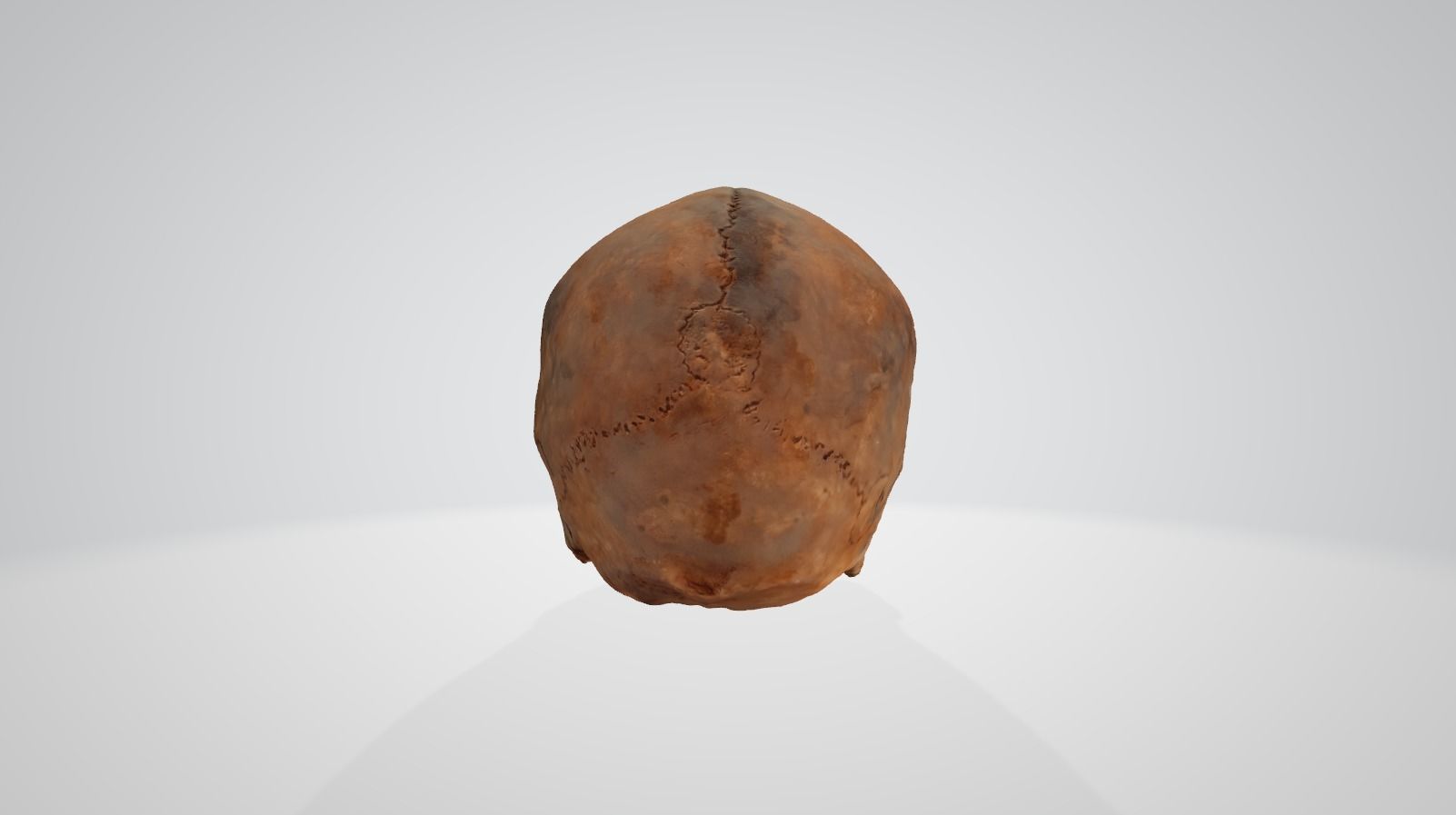 Skull human 3D model_3