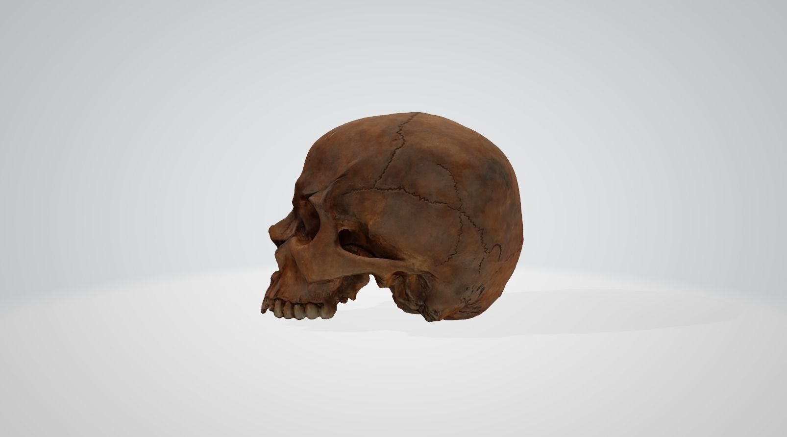 Skull human 3D model_2