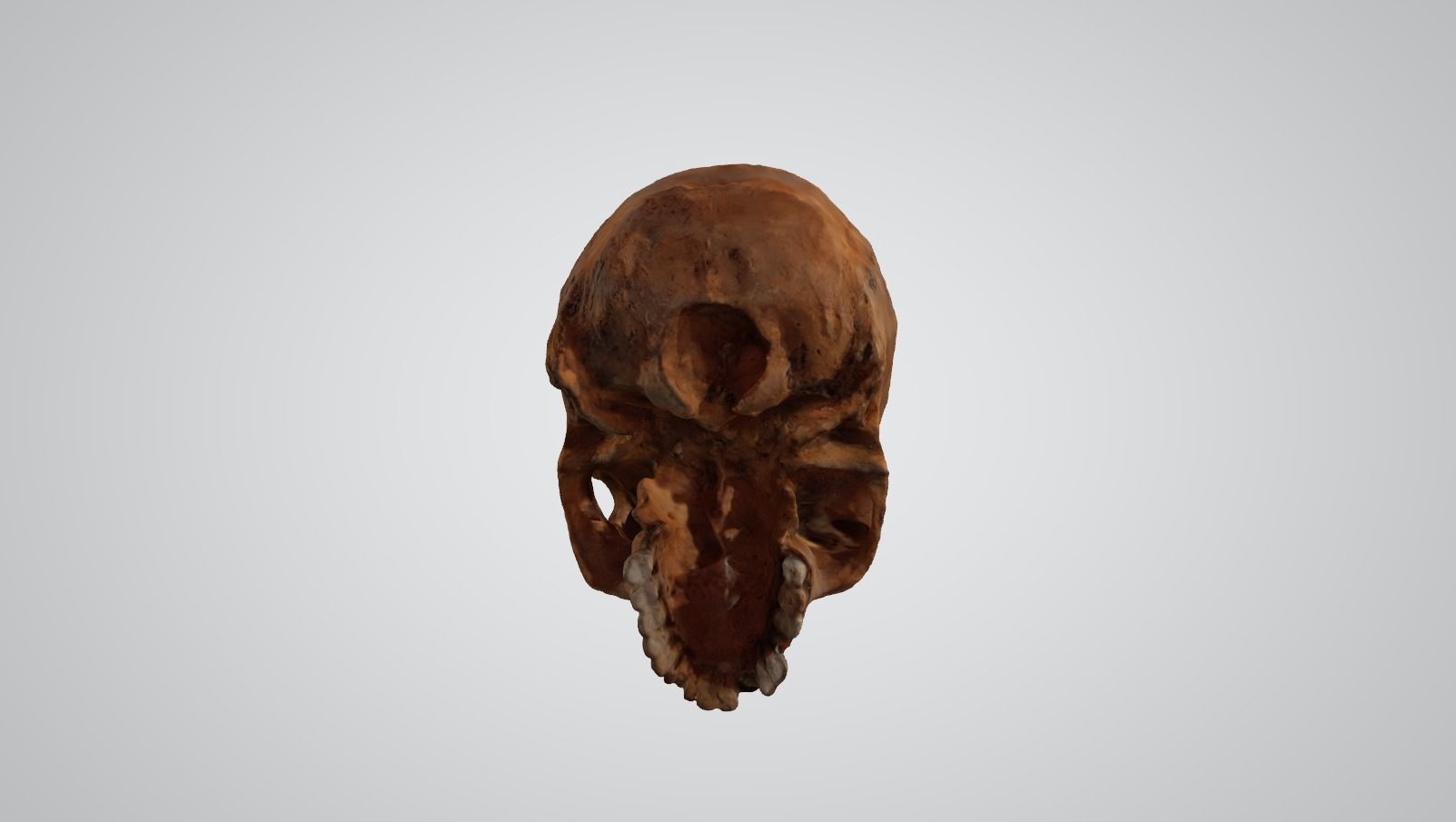 Skull human 3D model_5