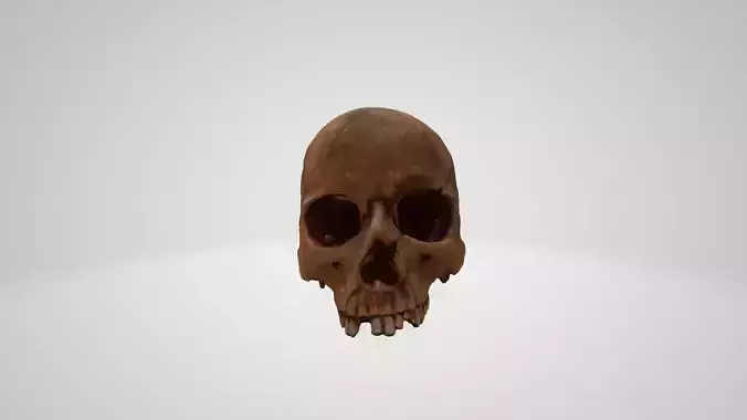 Skull human