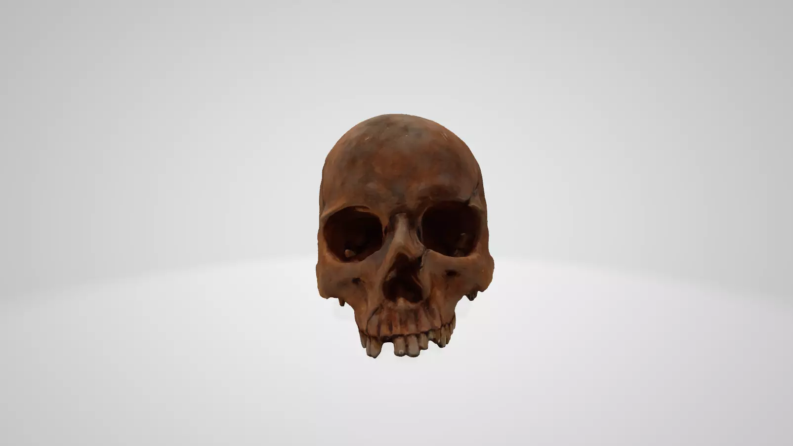 Skull human 3D model_0