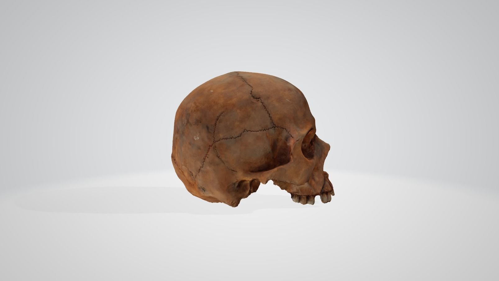 Skull human 3D model_1
