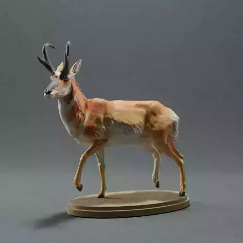 Pronghorn Antelope - Male