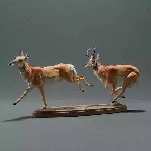 Pronghorn Antelope - Chase